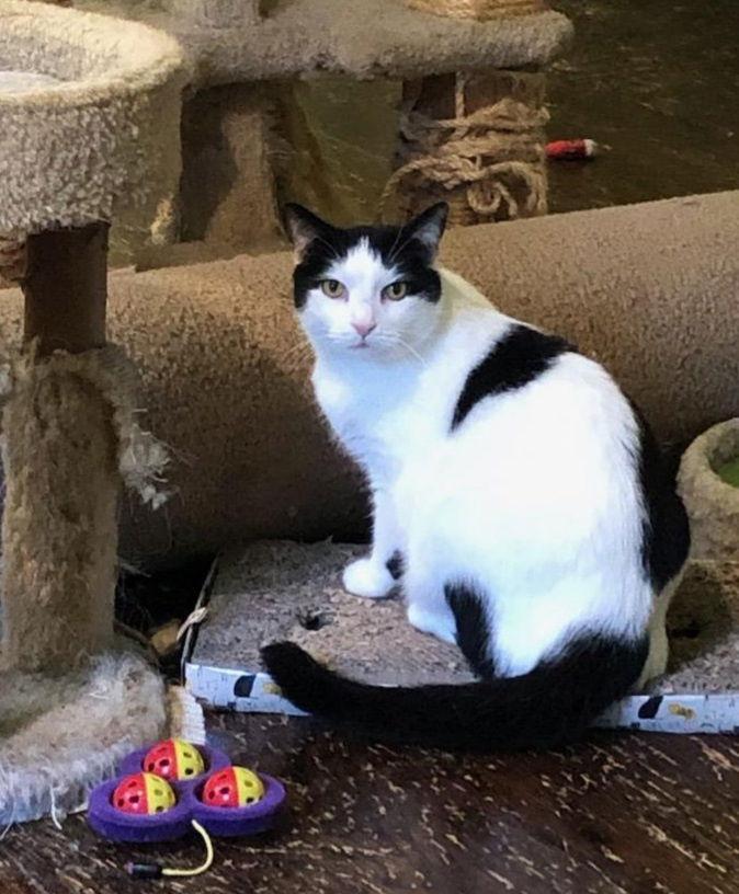 Tucker, a Adoptable Domestic Short Hair in Westminster, MD image 1/4