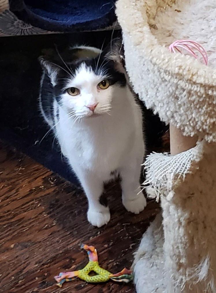 Tucker, a Adoptable Domestic Short Hair in Westminster, MD image 2/4