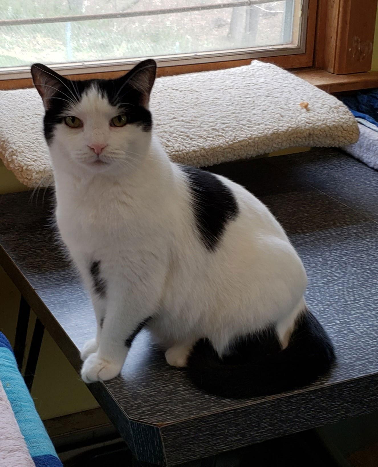 Tucker, a Adoptable Domestic Short Hair in Westminster, MD image 3/4