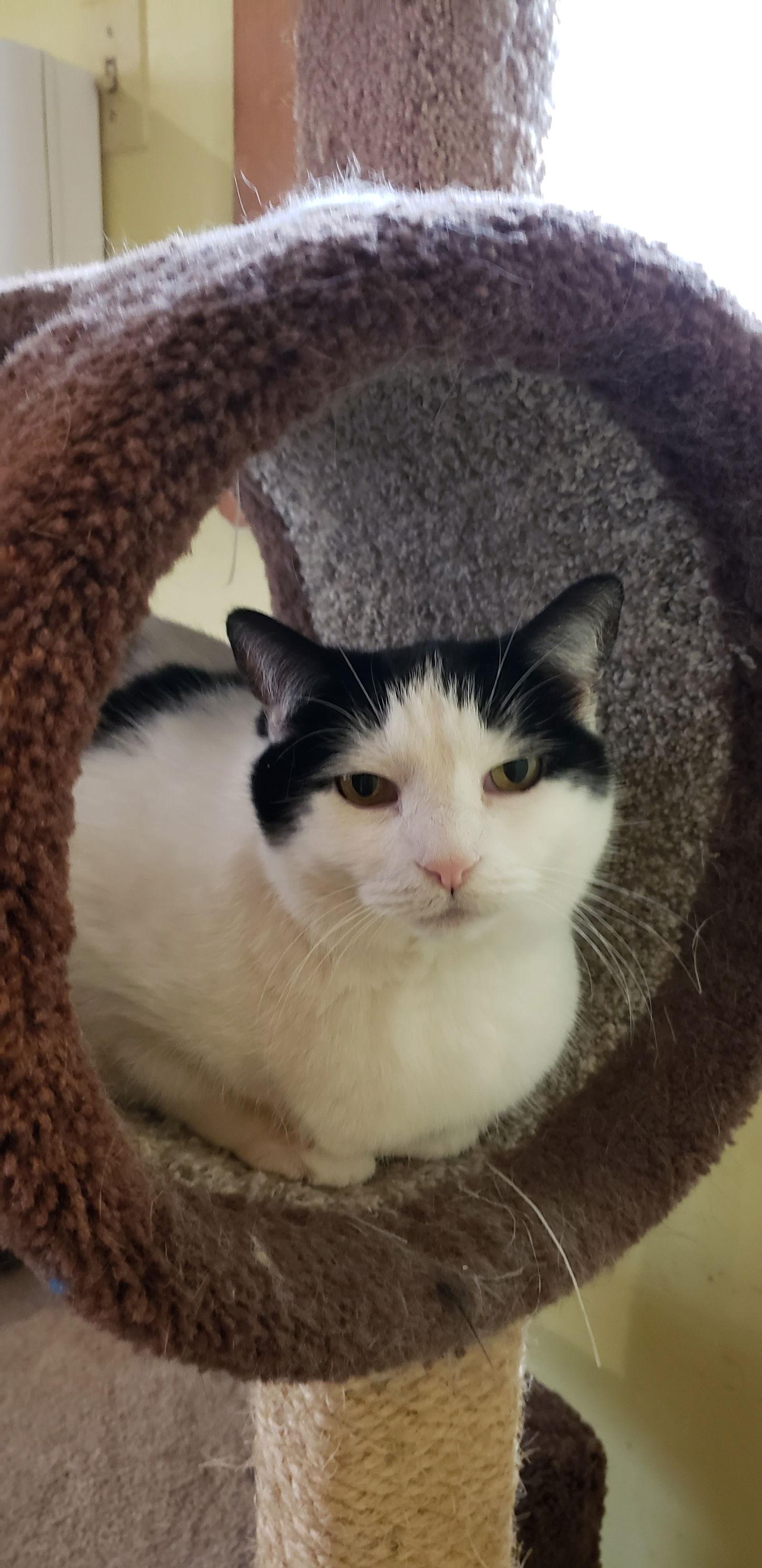 Enlarge Tucker, a Adoptable Domestic Short Hair in Westminster, MD image 3/3