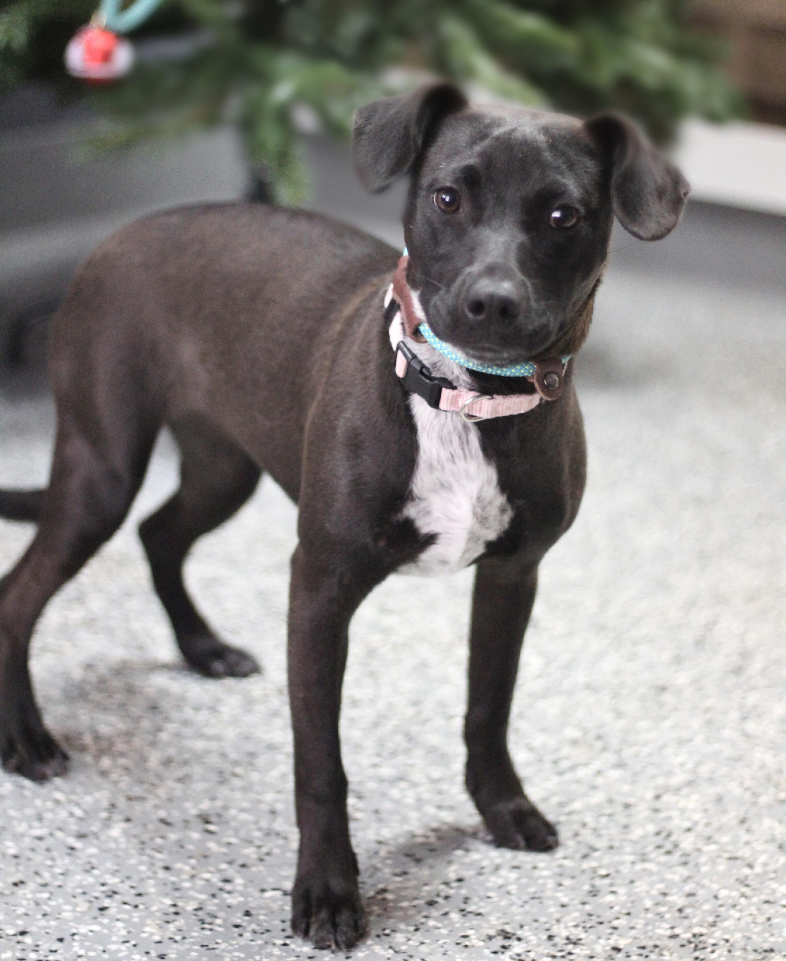 Velma in NH! Come Meet our Adoptable Dogs Wednesday-Saturday. More info in Bio! , a ADOPTABLE mixed breed in Manchester, NH image 1/2