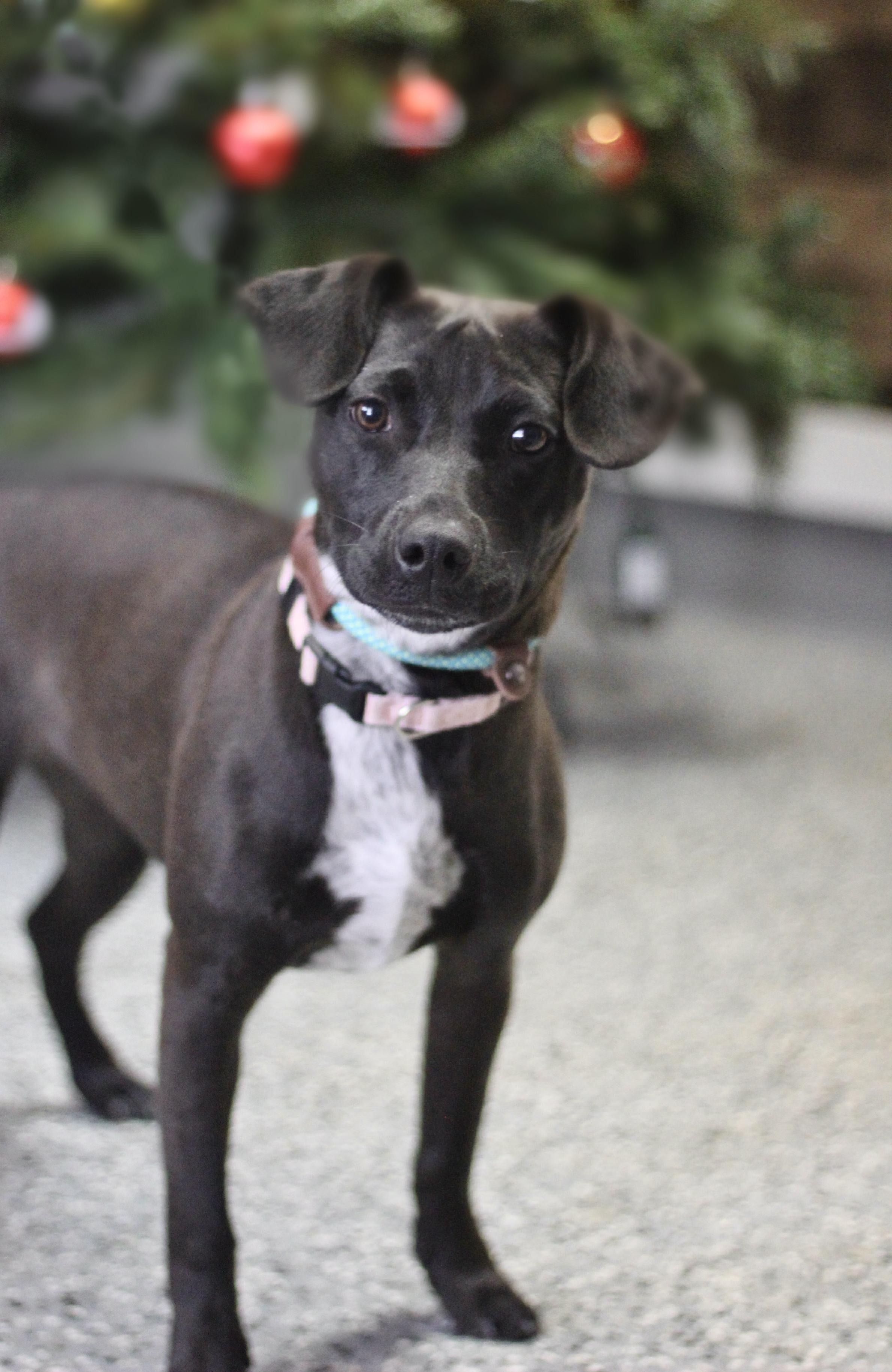 Velma in NH! Come Meet our Adoptable Dogs Wednesday-Saturday. More info in Bio! , a ADOPTABLE mixed breed in Manchester, NH image 2/2