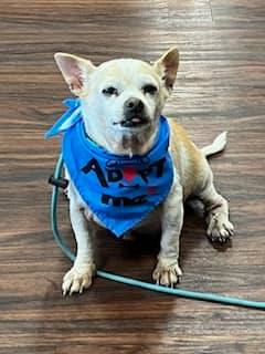 Benson and Elmer, a Adoptable Chihuahua in Colleyville, TX image 5/5