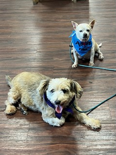 Benson and Elmer, a Adoptable Chihuahua in Colleyville, TX image 4/5