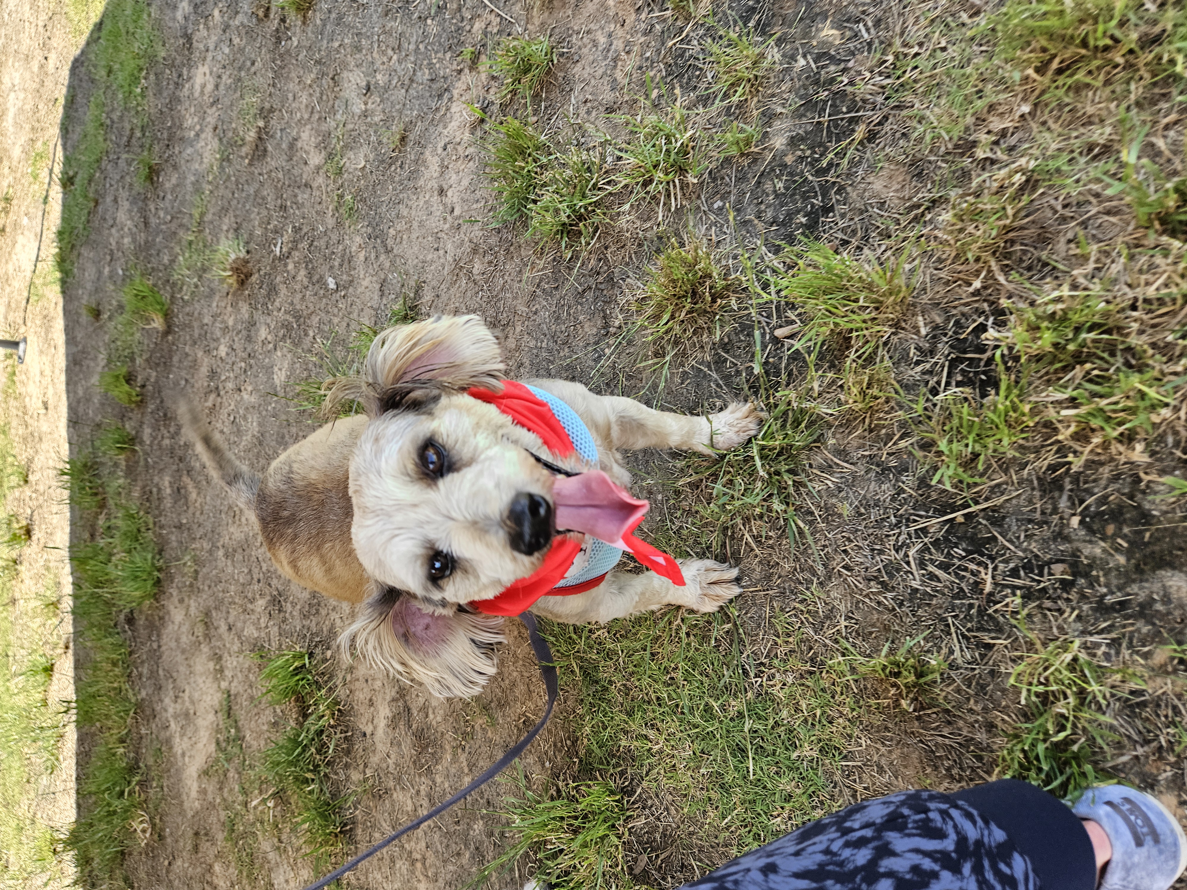 Benson and Elmer, a Adoptable Chihuahua in Colleyville, TX image 3/5