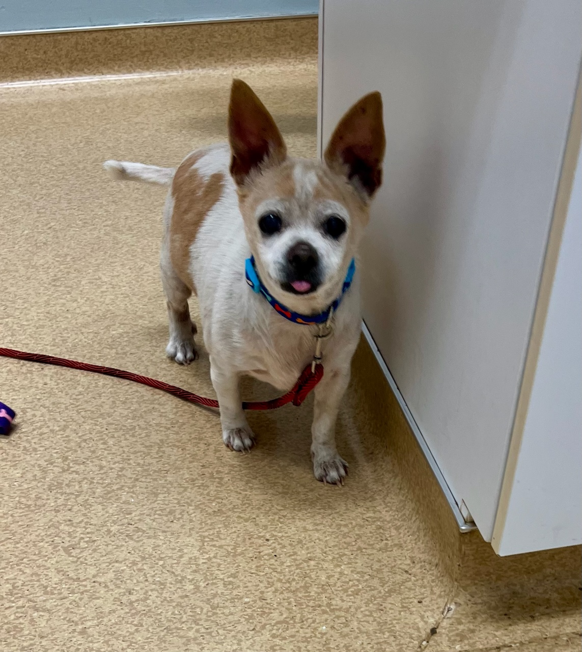 Benson and Elmer, a Adoptable Chihuahua in Colleyville, TX image 2/5