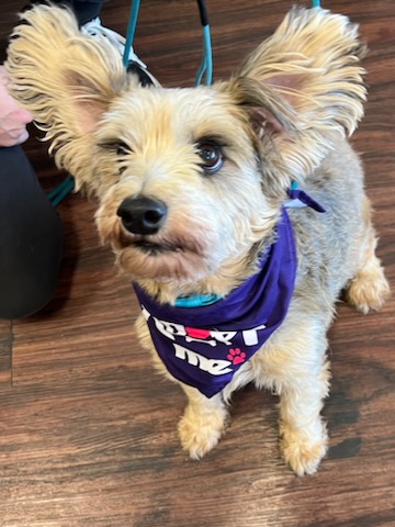 Benson and Elmer, Adoptable, Adult Male Chihuahua.