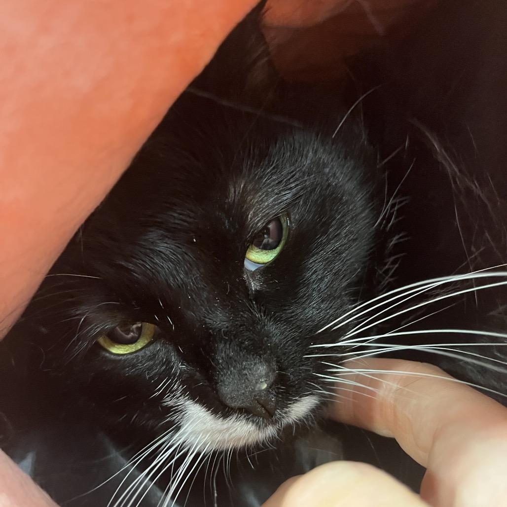 Felix, Adoptable, Adult Male Domestic Short Hair.