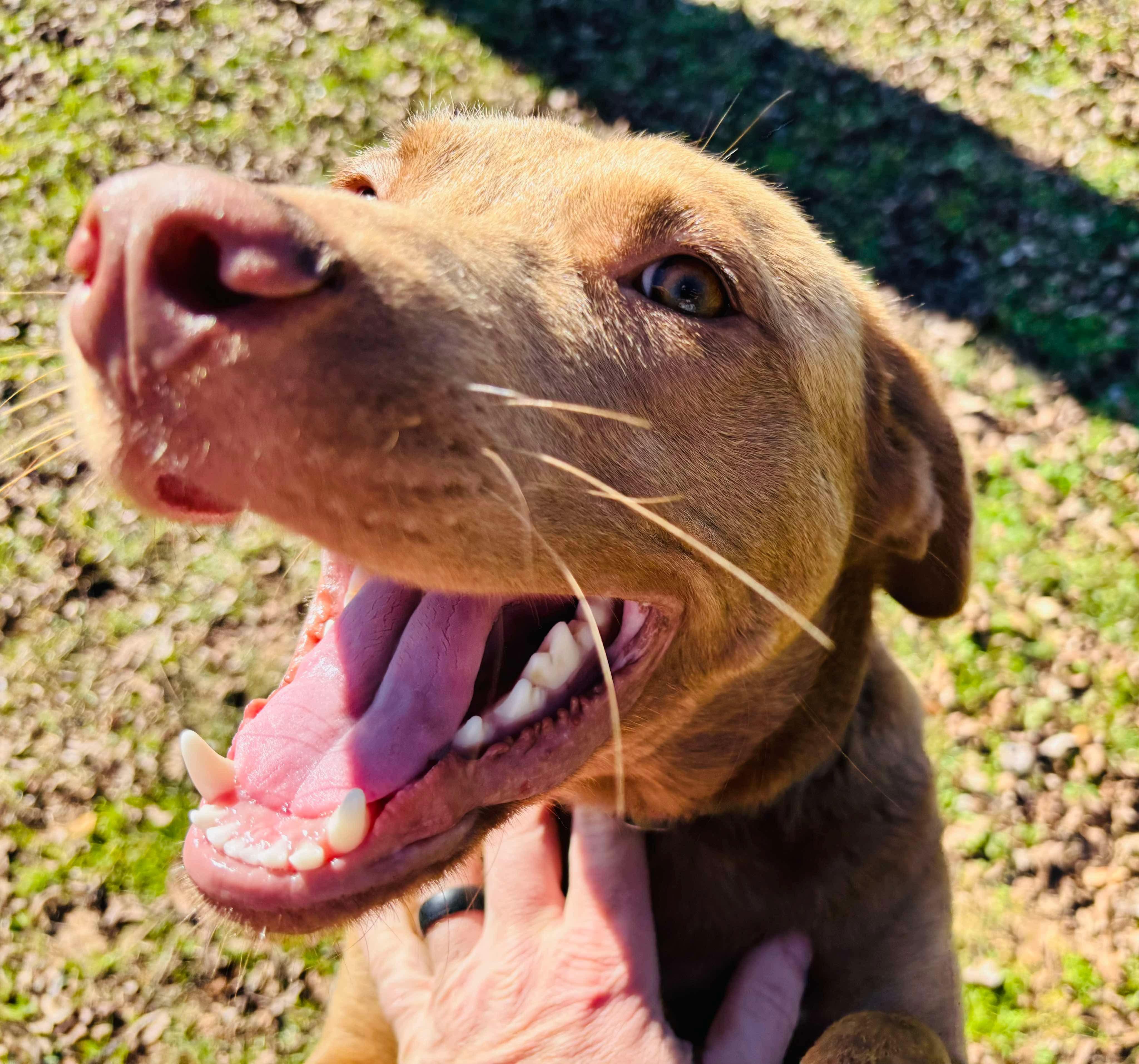 Max, Young Male Labrador Retriever