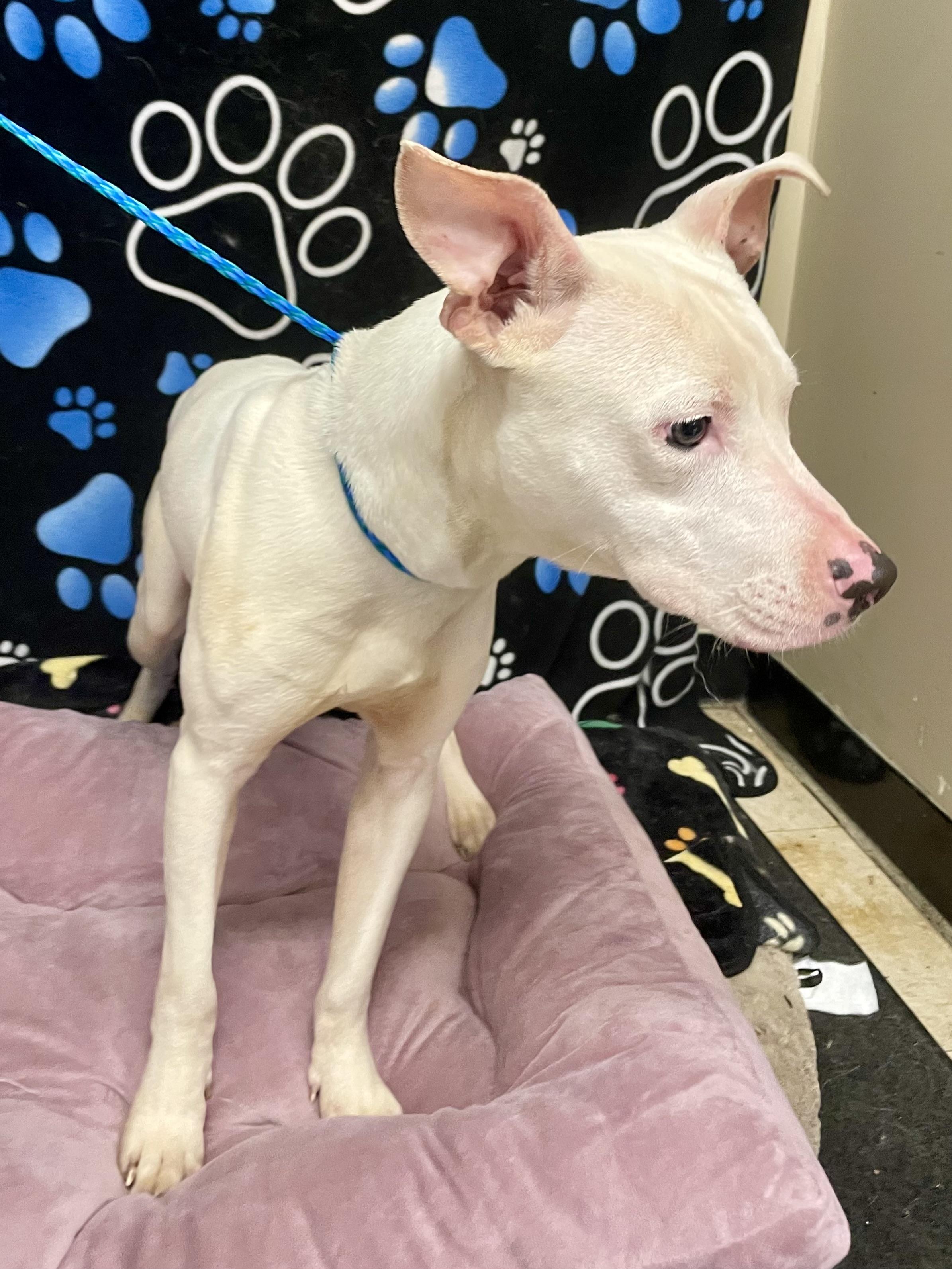 Enlarge Levi, a ADOPTABLE Pit Bull Terrier in Washington Court House, OH image 4/5