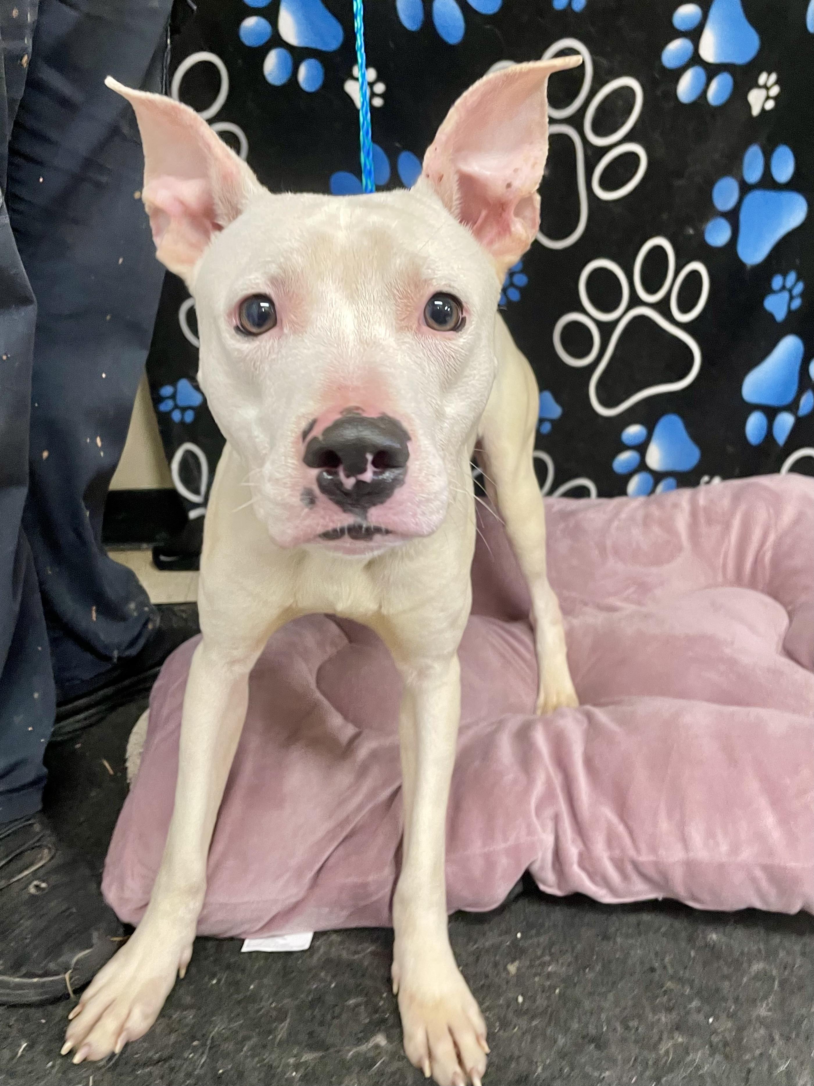 Enlarge Levi, a ADOPTABLE Pit Bull Terrier in Washington Court House, OH image 2/5