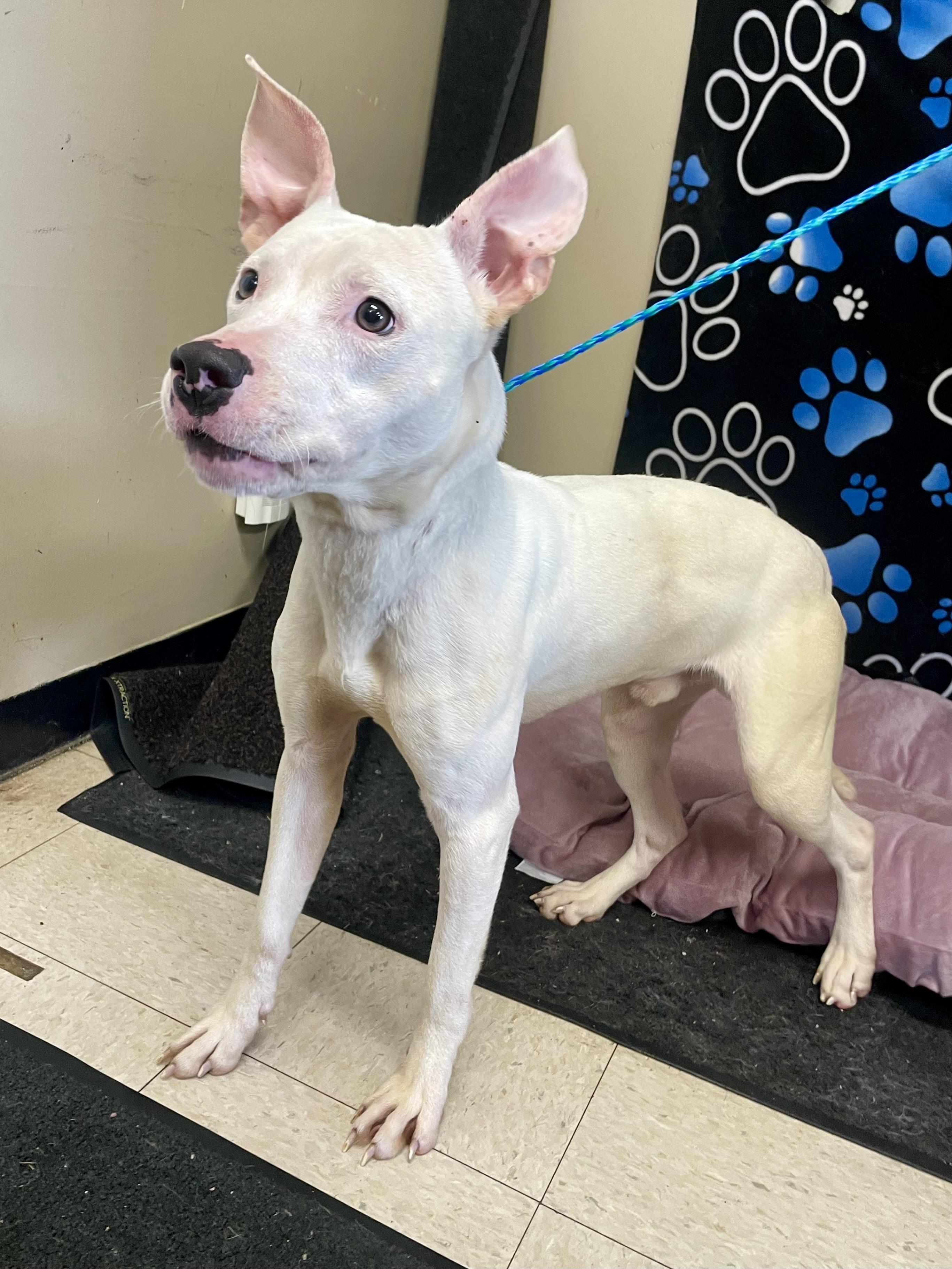 Enlarge Levi, a ADOPTABLE Pit Bull Terrier in Washington Court House, OH image 5/5
