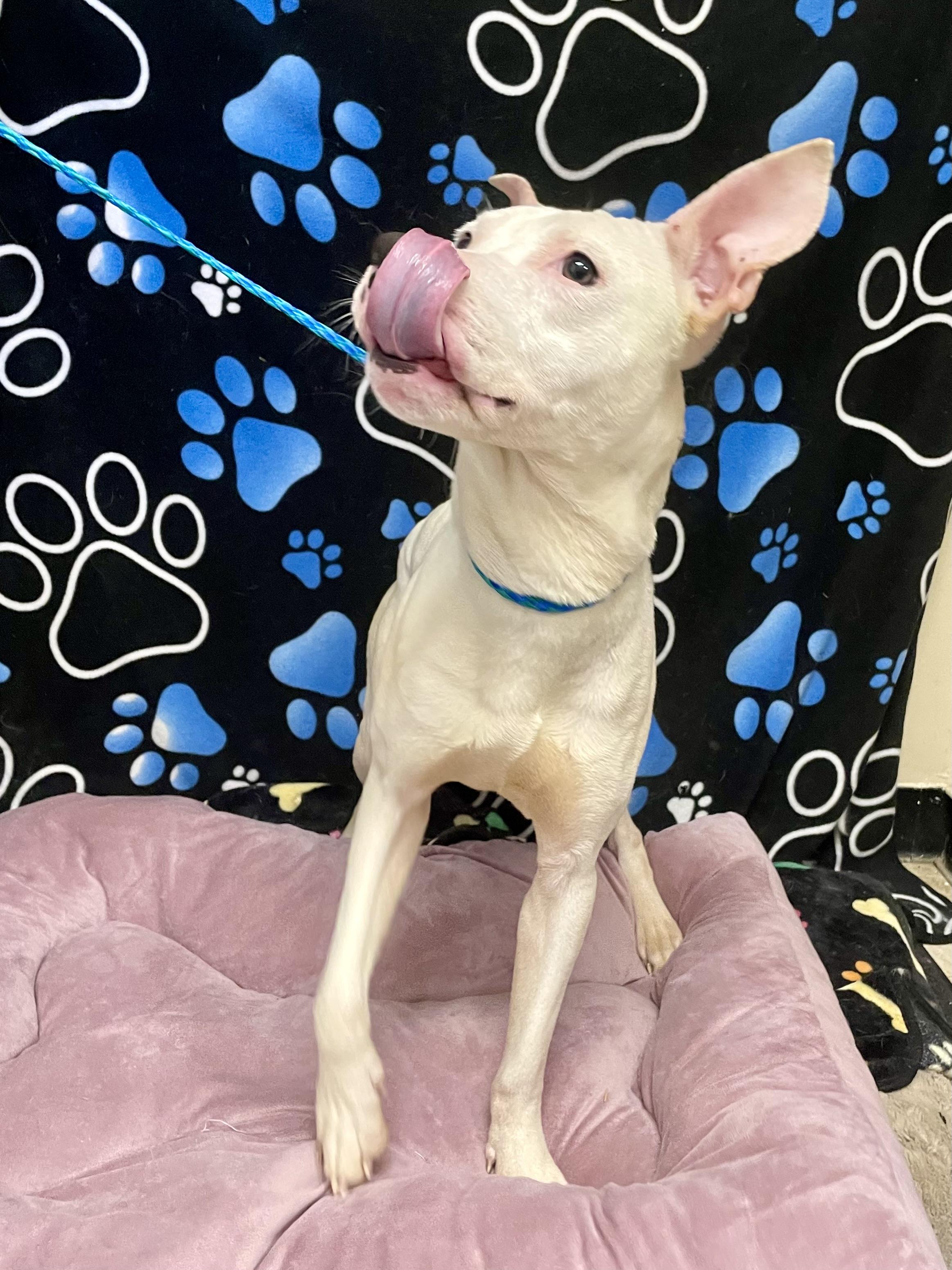 Enlarge Levi, a ADOPTABLE Pit Bull Terrier in Washington Court House, OH image 3/5