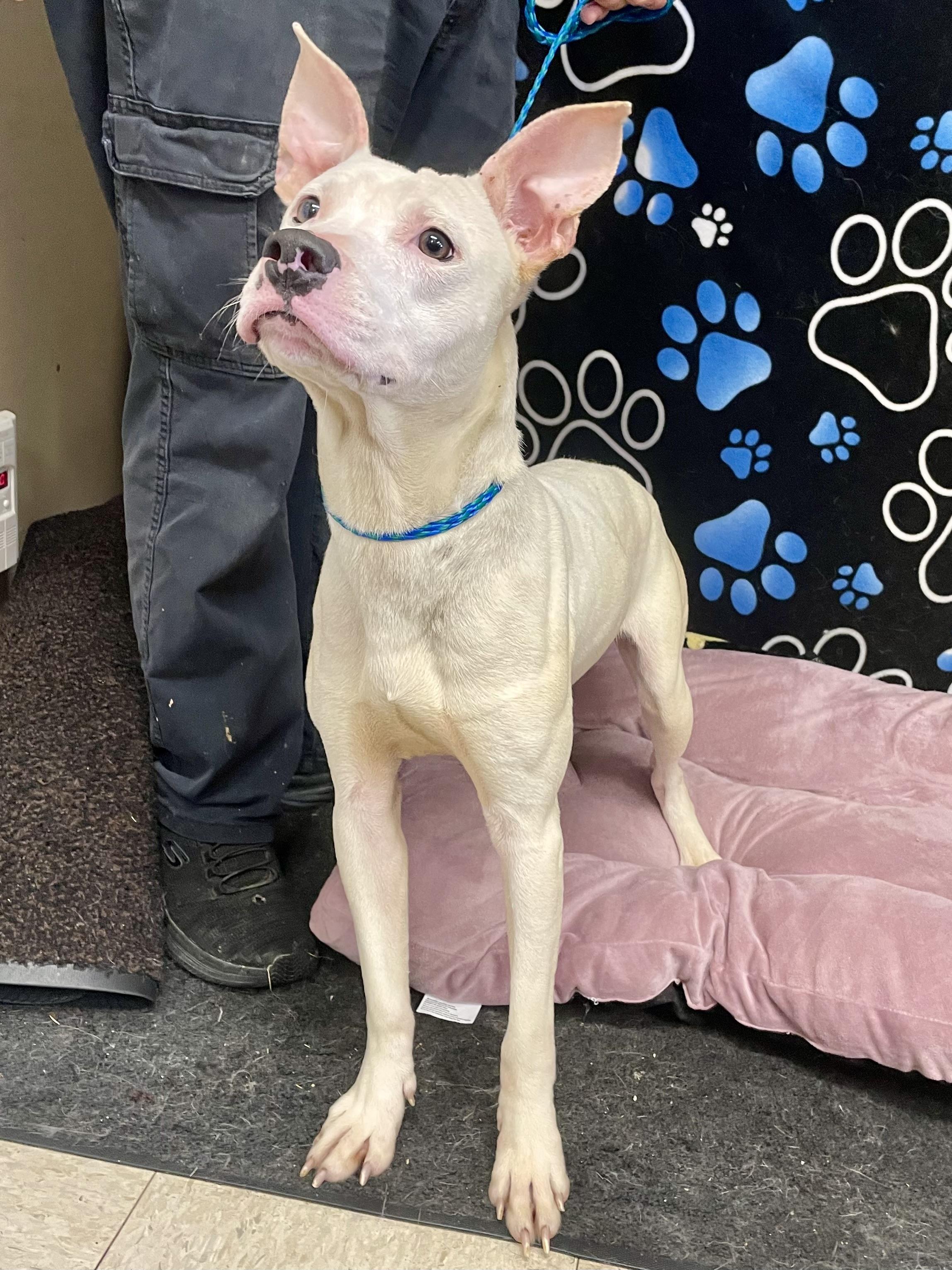 Enlarge Levi, a ADOPTABLE Pit Bull Terrier in Washington Court House, OH image 1/5