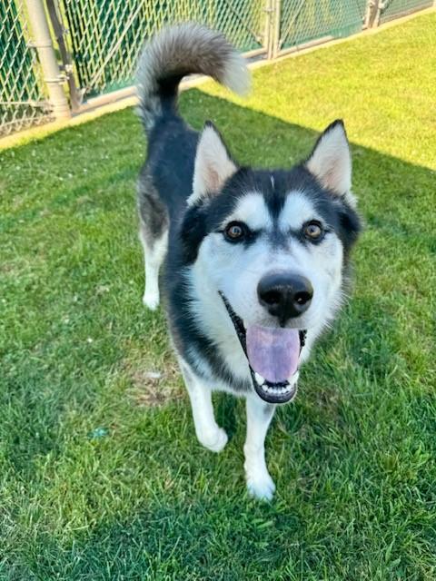 RAINIER, Adoptable, Adult Male Husky.