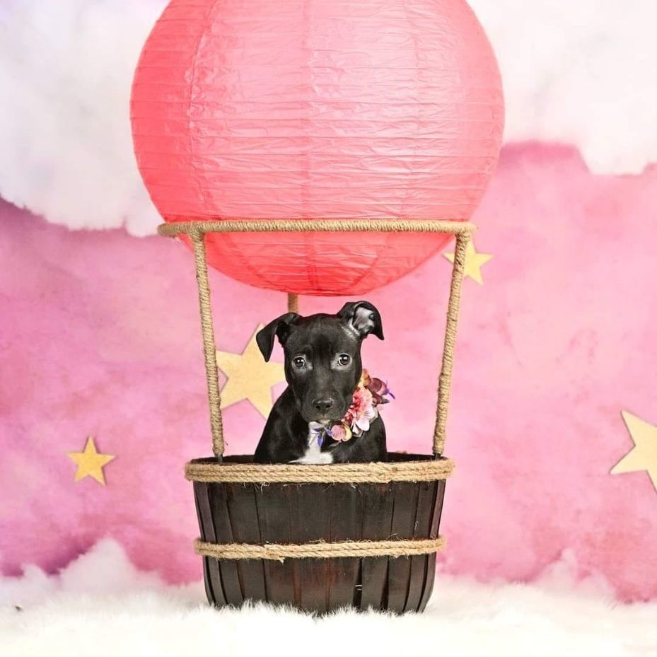 Hazel, Adoptable, Adult Female Pit Bull Terrier.