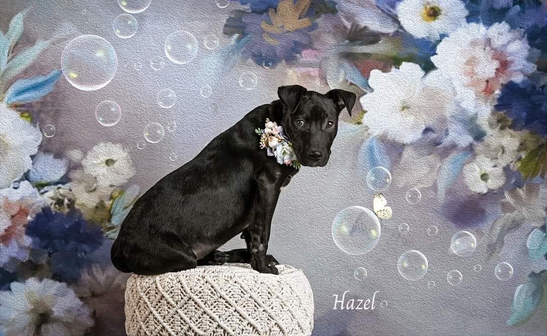 Hazel, a Adoptable Pit Bull Terrier in Concord, CA image 2/5