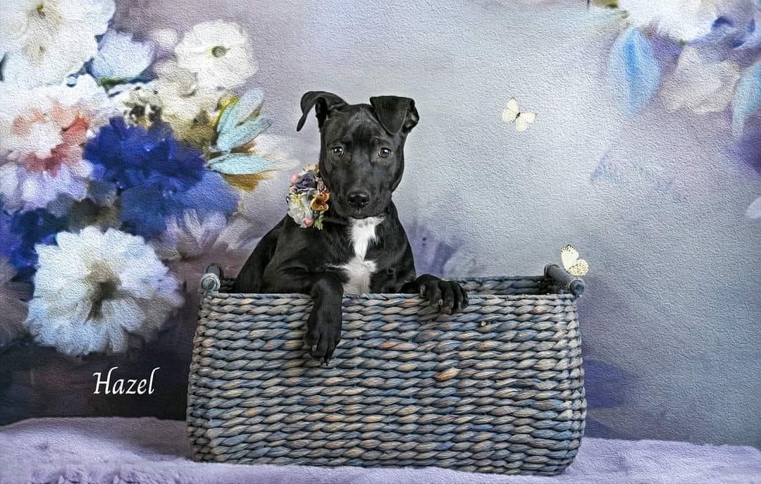 Hazel, a Adoptable Pit Bull Terrier in Concord, CA image 3/5