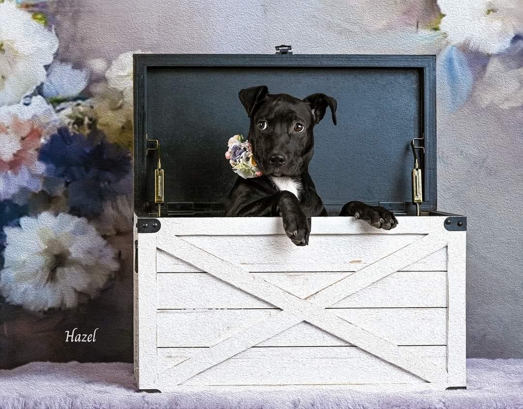 Hazel, a Adoptable Pit Bull Terrier in Concord, CA image 4/5