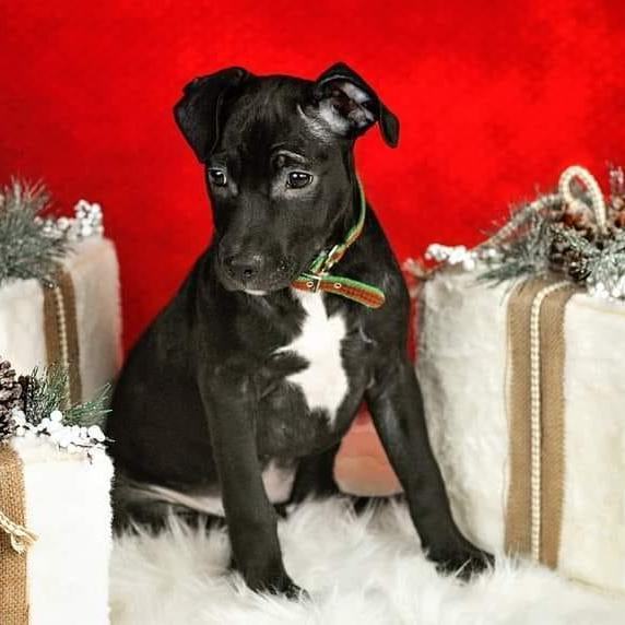 Hazel, a Adoptable Pit Bull Terrier in Concord, CA image 5/5