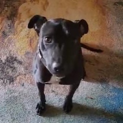 Hazel, Adoptable, Adult Female Pit Bull Terrier.