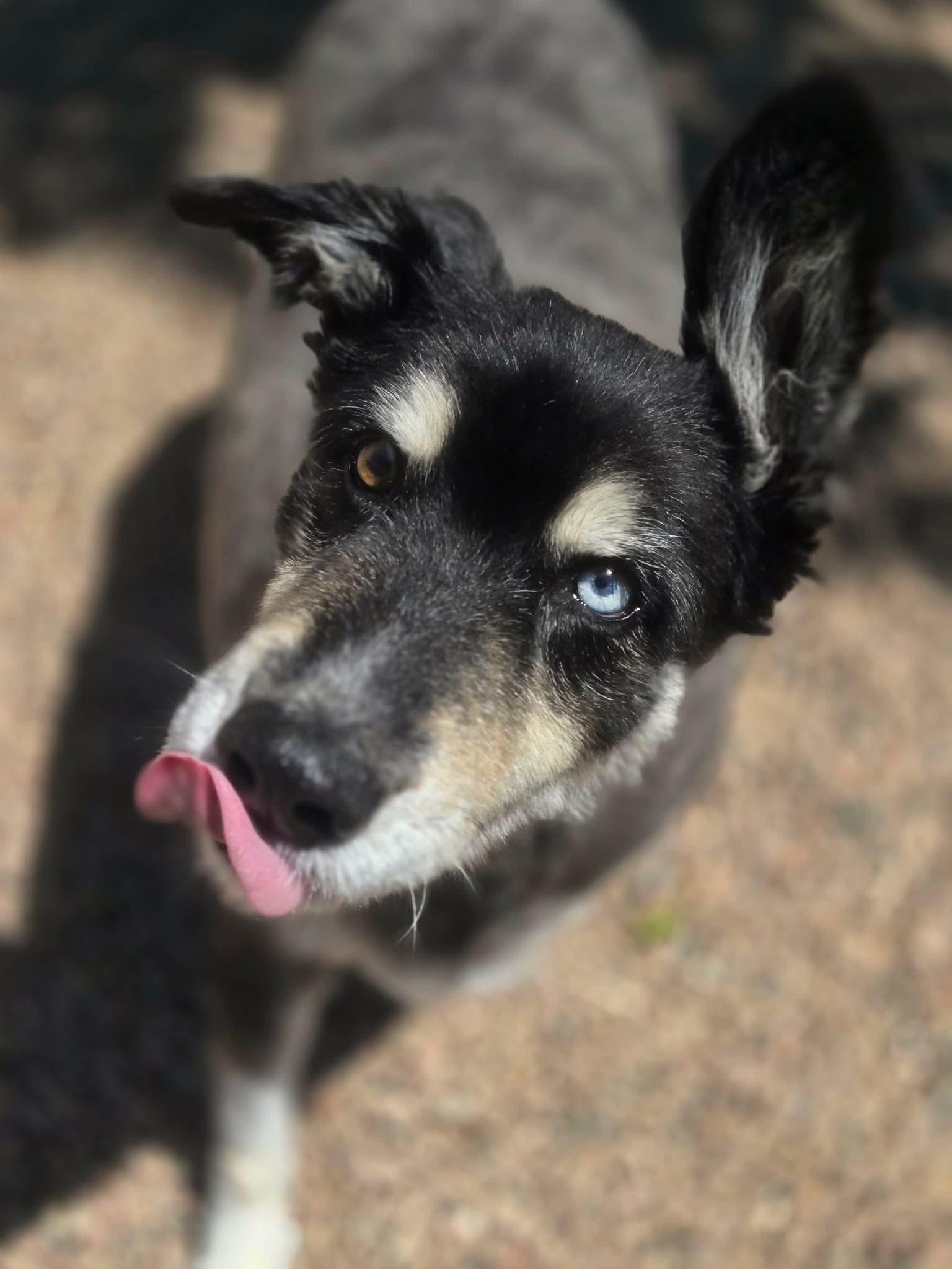 Enlarge Tundra, a ADOPTABLE mixed breed in Canon City, CO image 1/1
