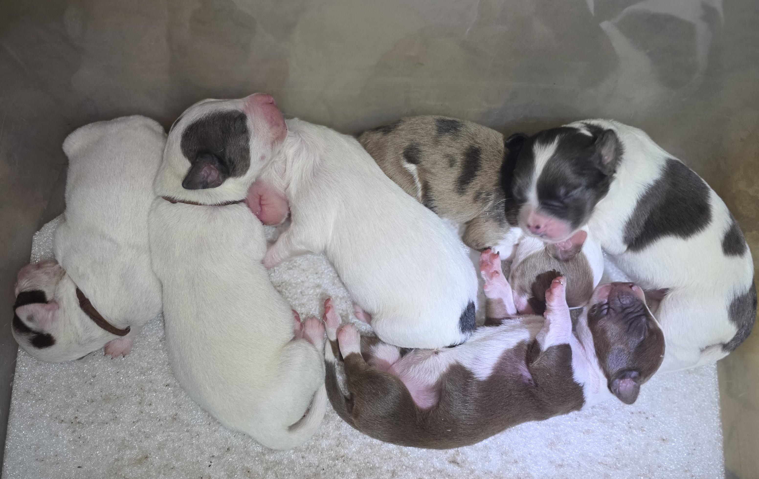 Little One/Hermes' Puppies, Adoptable, Puppy Male Chihuahua & Pit Bull Terrier.