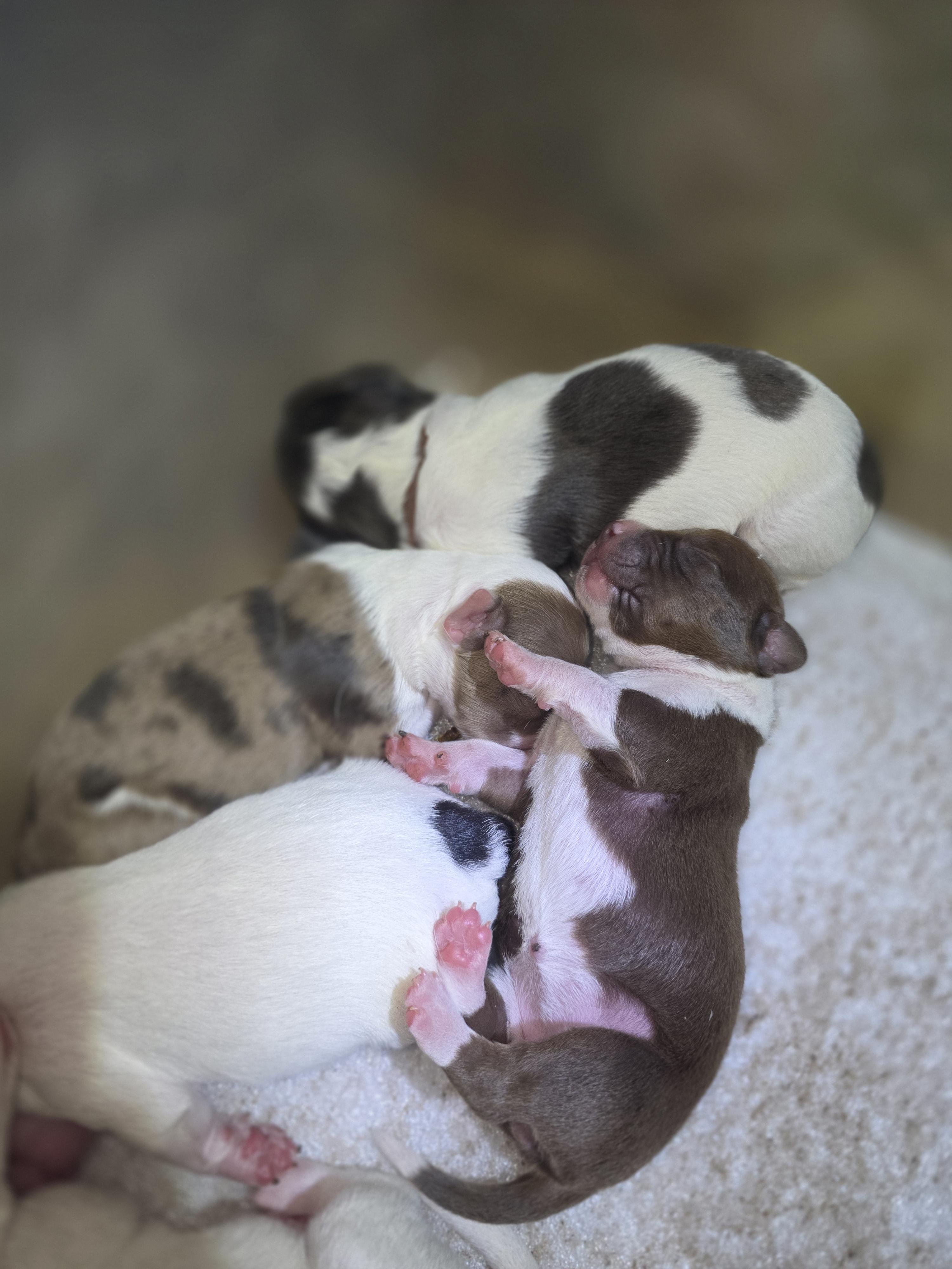 Little One/Hermes' Puppies, adopted, Puppy Male Chihuahua & Pit Bull Terrier.