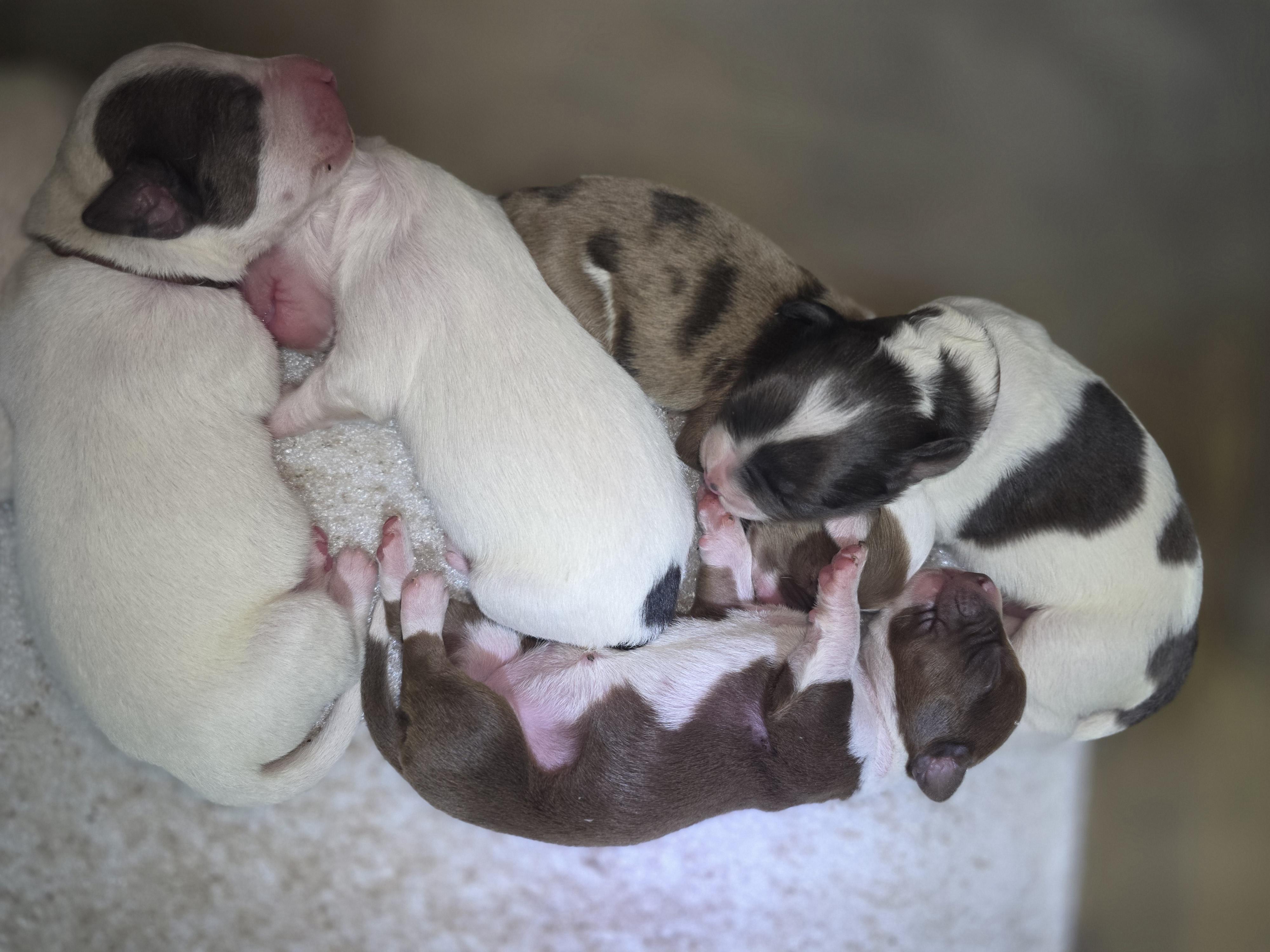 Little One/Hermes' Puppies, a Adoptable mixed breed in Bowersville, GA image 3/5