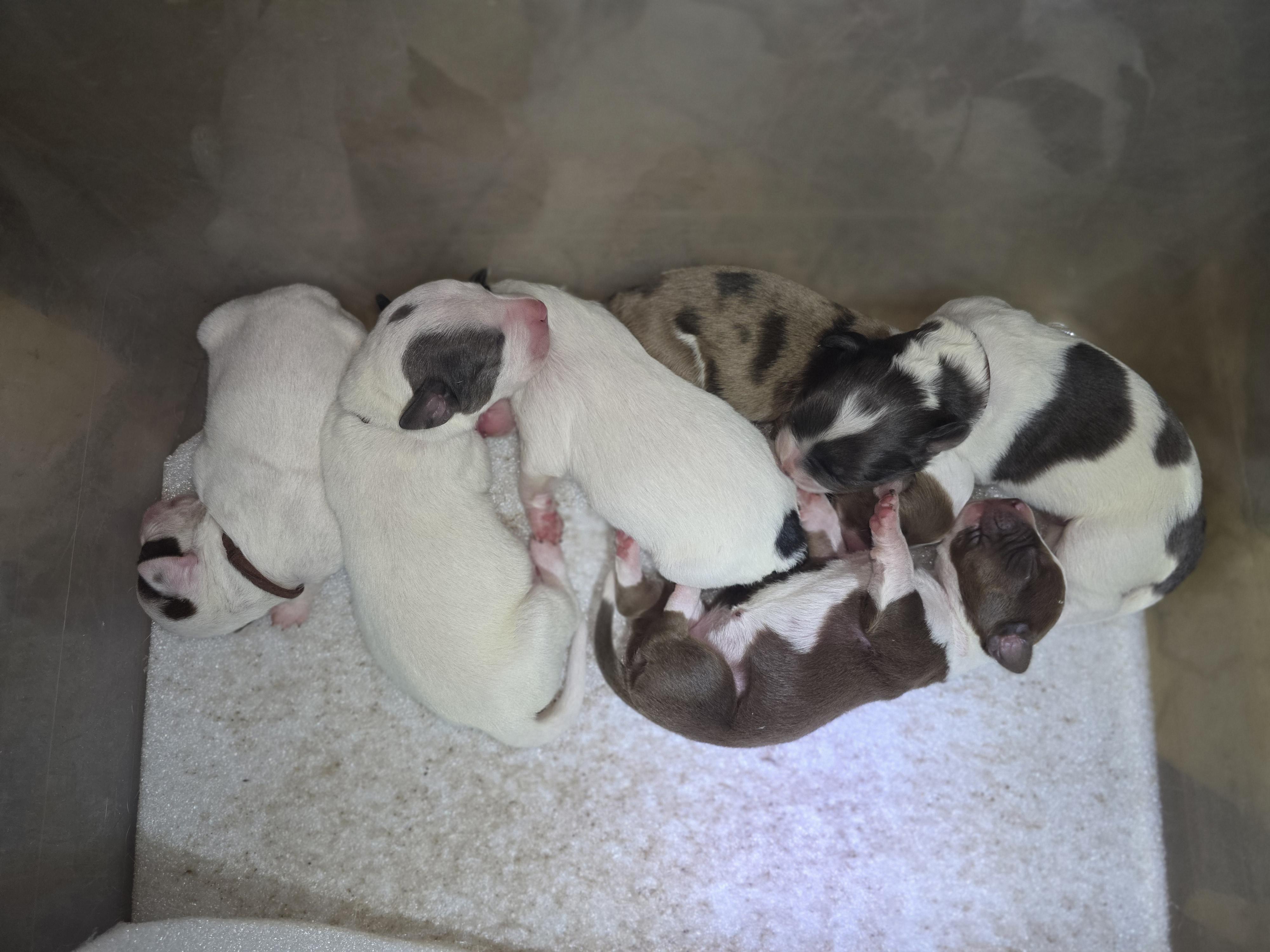 Little One/Hermes' Puppies, a Adoptable mixed breed in Bowersville, GA image 4/5