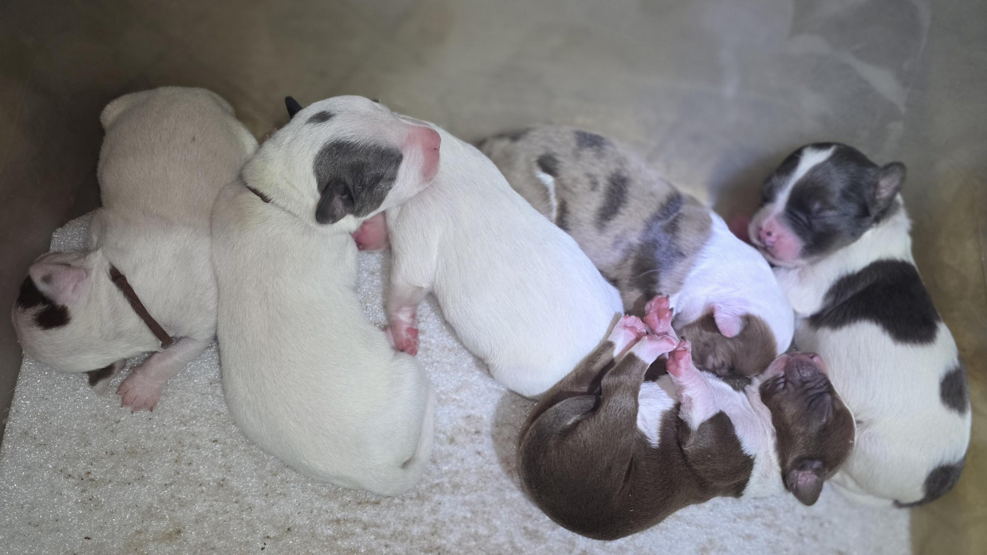 Little One/Hermes' Puppies, a Adoptable mixed breed in Bowersville, GA image 5/5