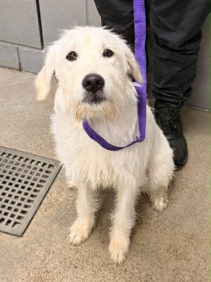 Enlarge Charm, an adopted mixed breed in Medina, OH image 3/4