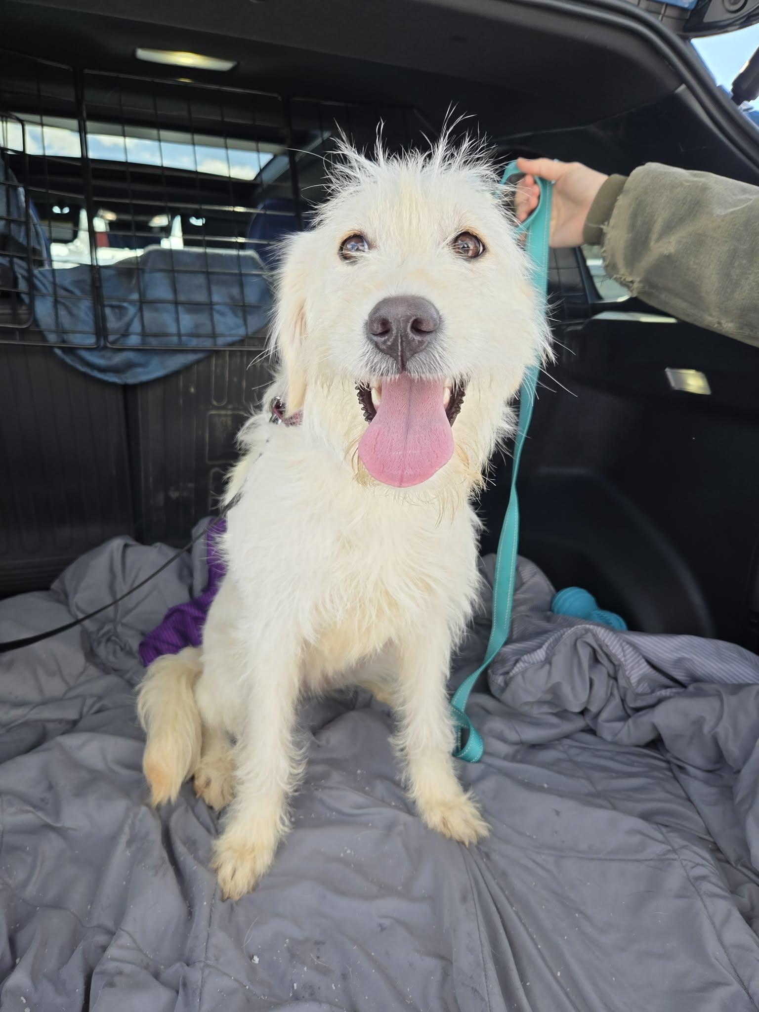 Enlarge Charm, an adopted mixed breed in Medina, OH image 2/4