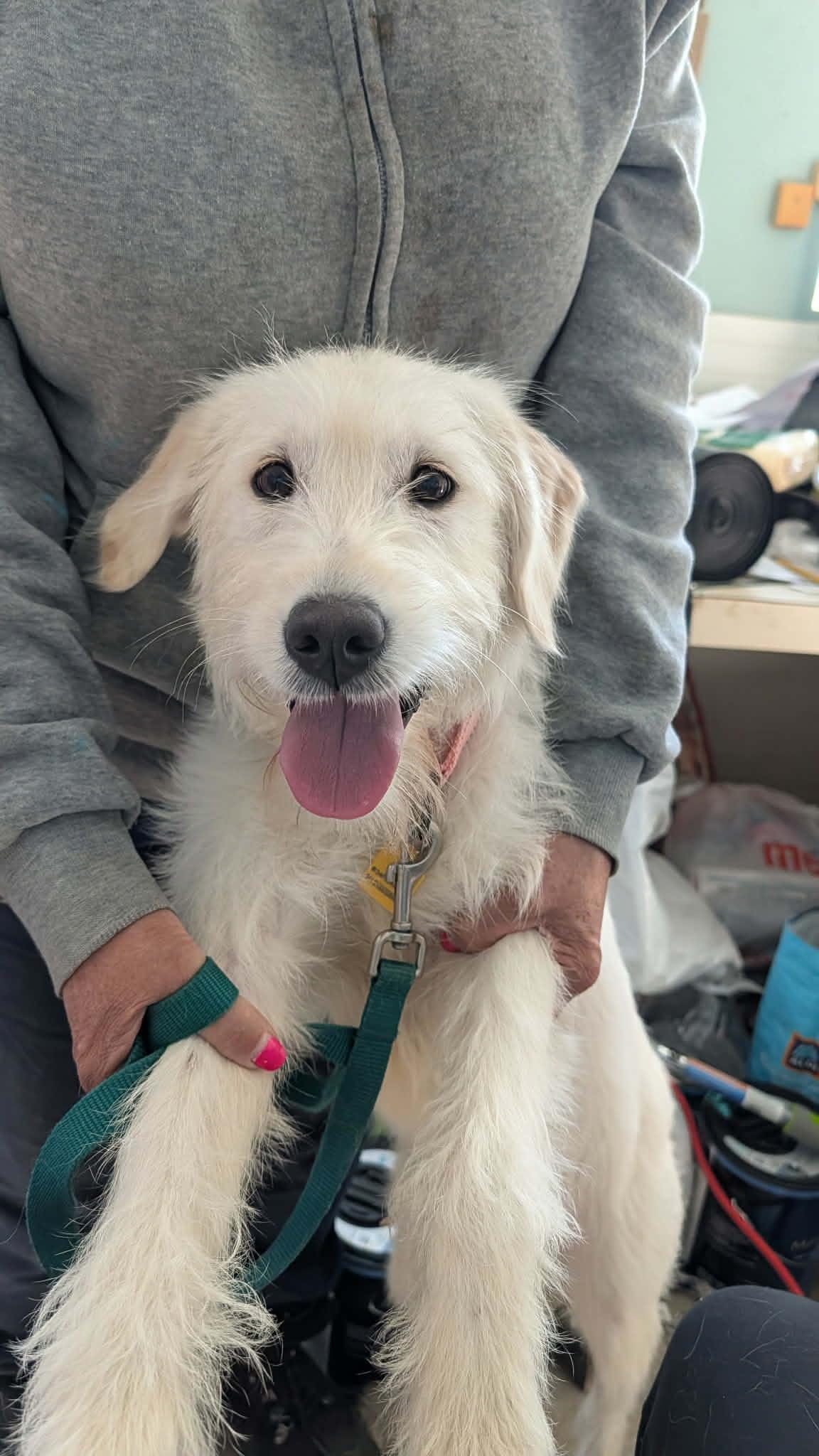 Charm, adopted, Adult Female Yellow Labrador Retriever.