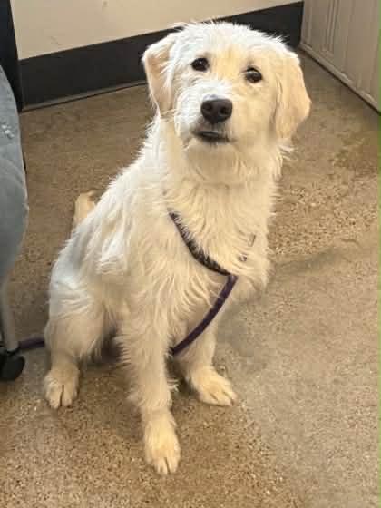 Enlarge Charm, an adopted mixed breed in Medina, OH image 4/4