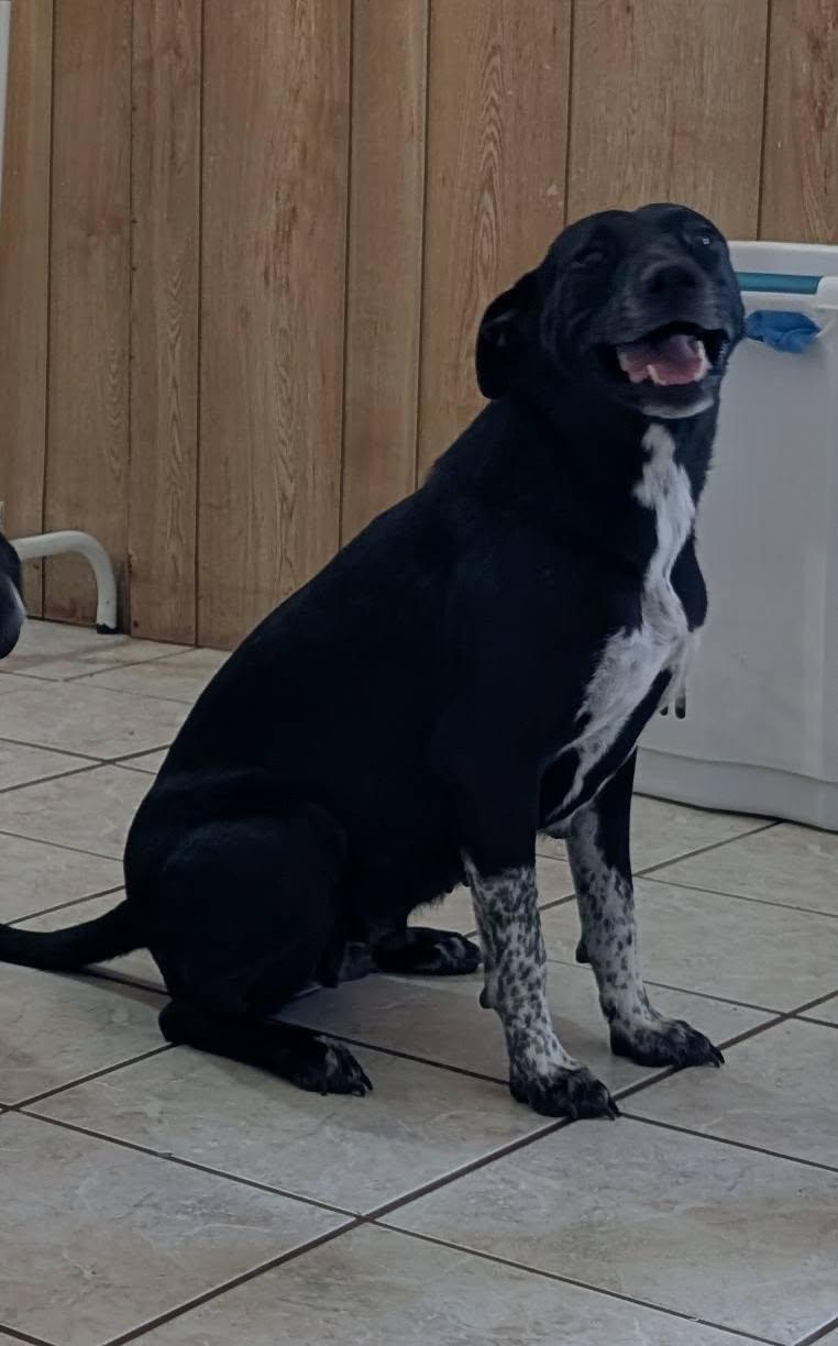 Cookie *Help! I need a foster home!*, Adoptable, Adult Female Labrador Retriever & Pointer.