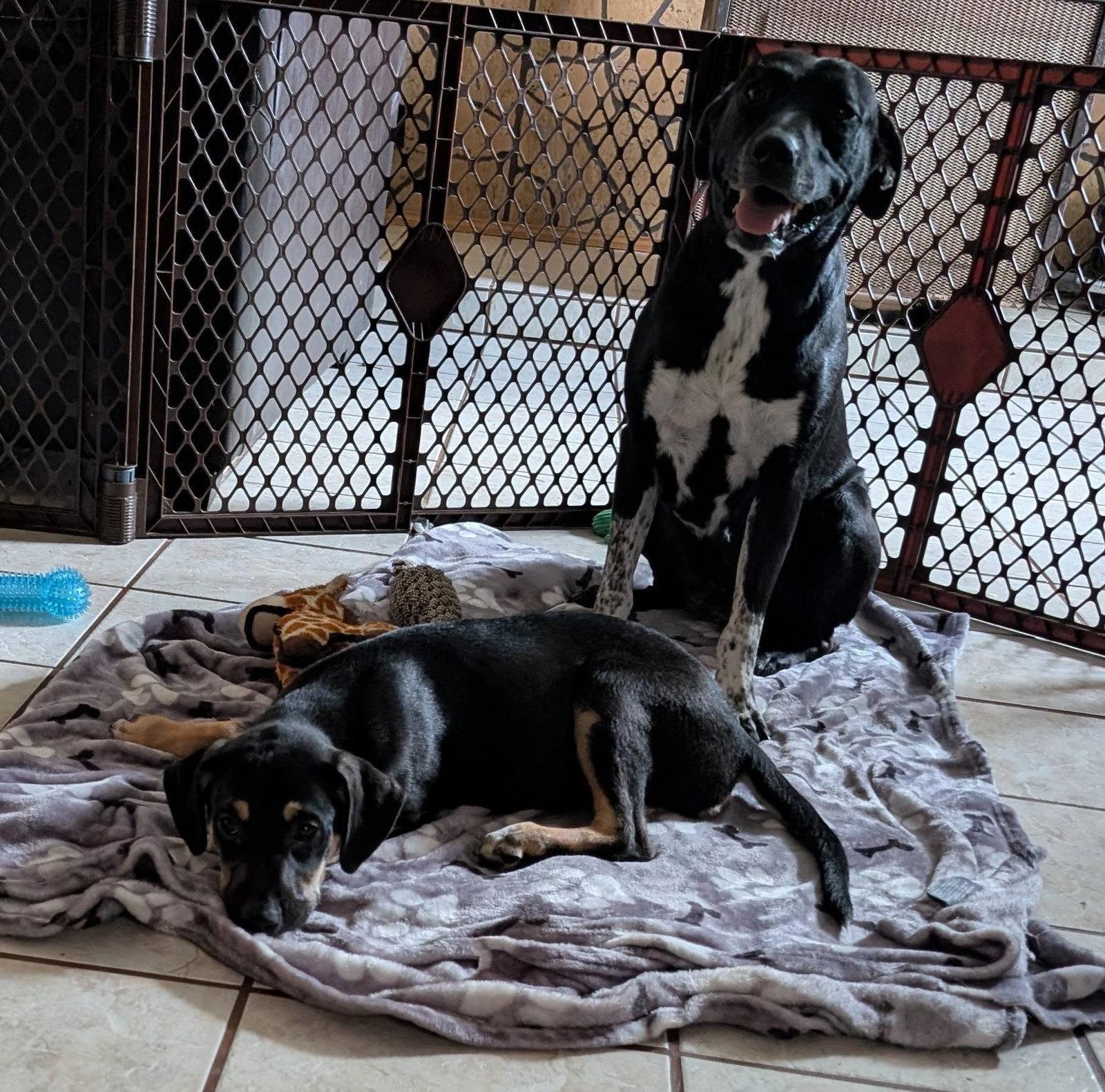 Enlarge Cookie *Help! I need a foster home!*, a Adoptable mixed breed in Crystal, MN image 2/3