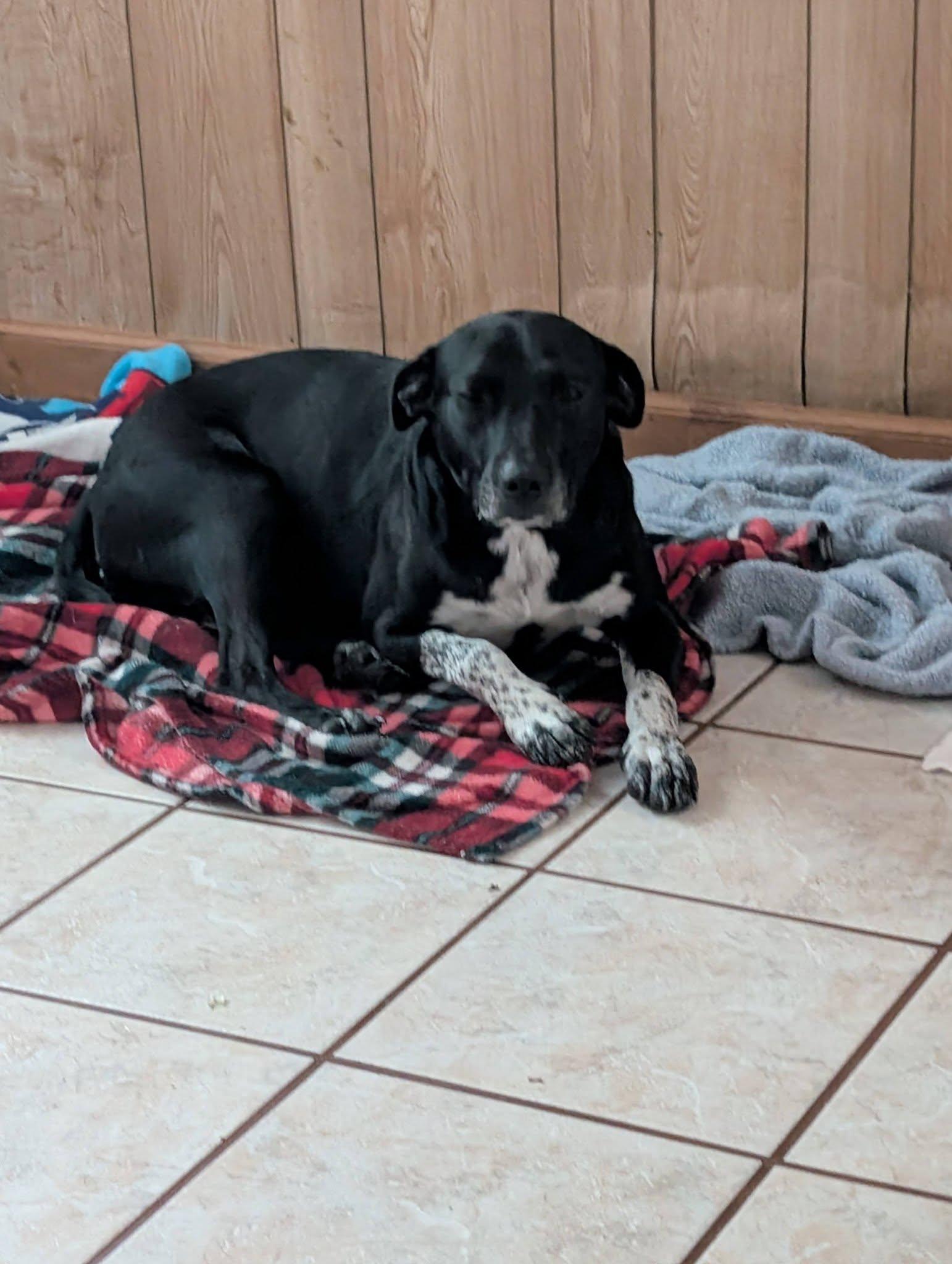 Enlarge Cookie *Help! I need a foster home!*, a Adoptable mixed breed in Crystal, MN image 3/3