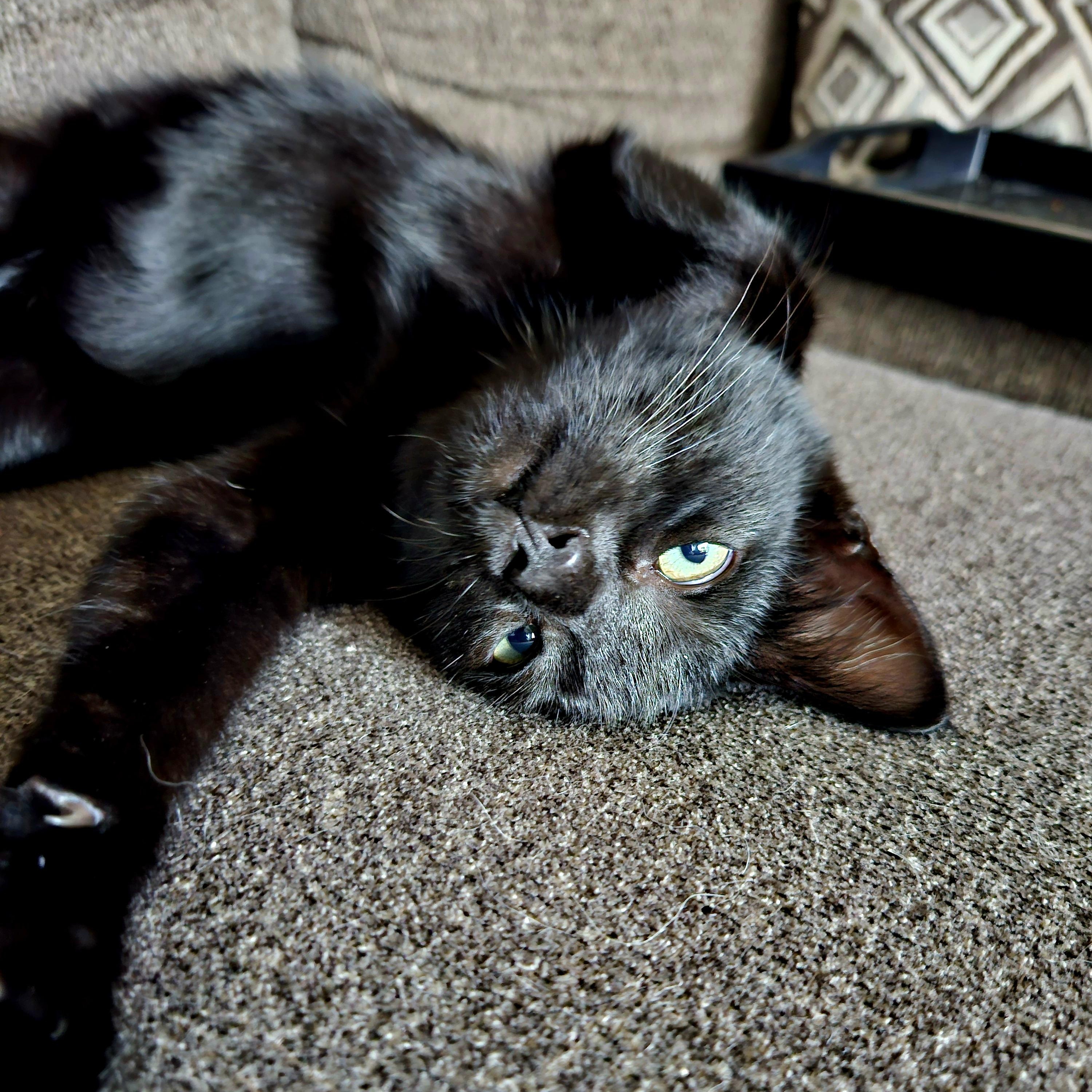Enlarge Lucy (Whiskers Society), a Adoptable Domestic Short Hair in Watertown, WI image 3/4