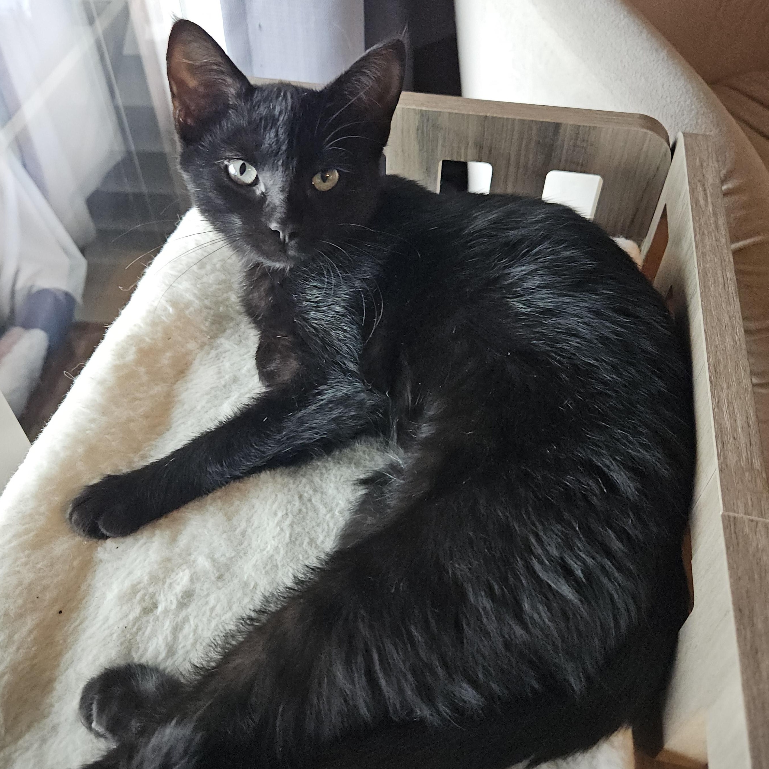 Lucy, Adoptable, Kitten Female Domestic Short Hair.