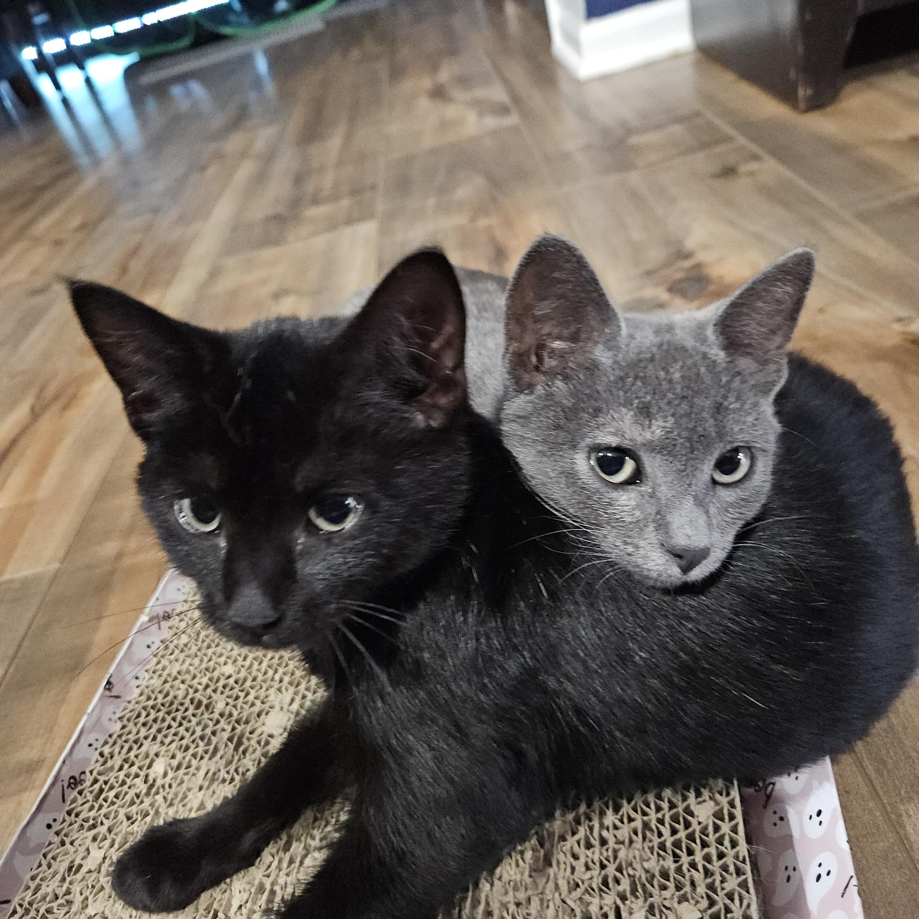 Enlarge Lucy (Whiskers Society), a Adoptable Domestic Short Hair in Watertown, WI image 4/4