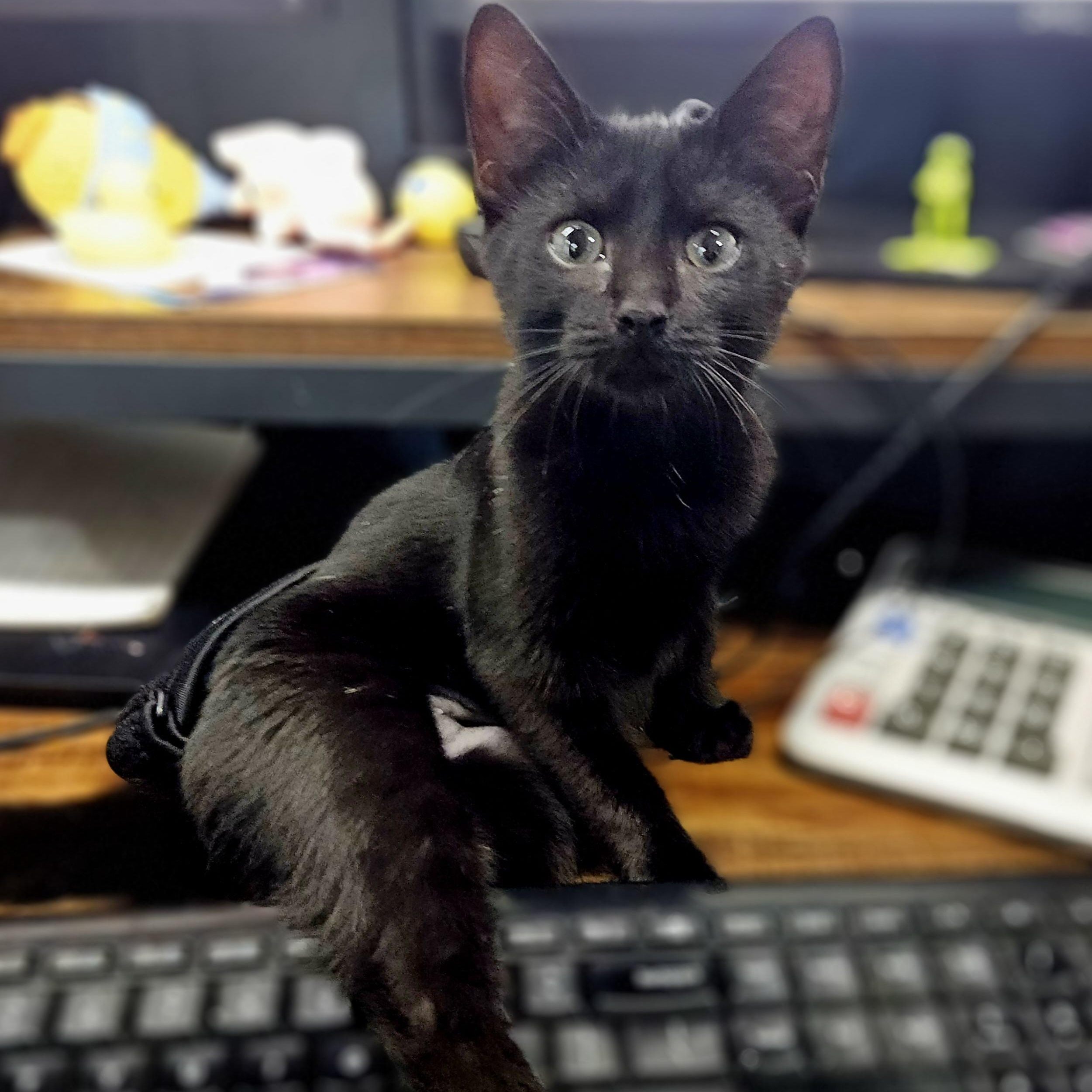 Enlarge Lucy (Whiskers Society), a Adoptable Domestic Short Hair in Watertown, WI image 2/4