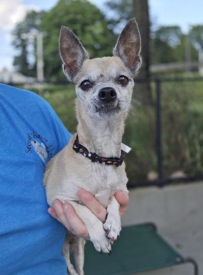 Enlarge Jessie, a Adoptable mixed breed in East Brookfield, MA image 1/1