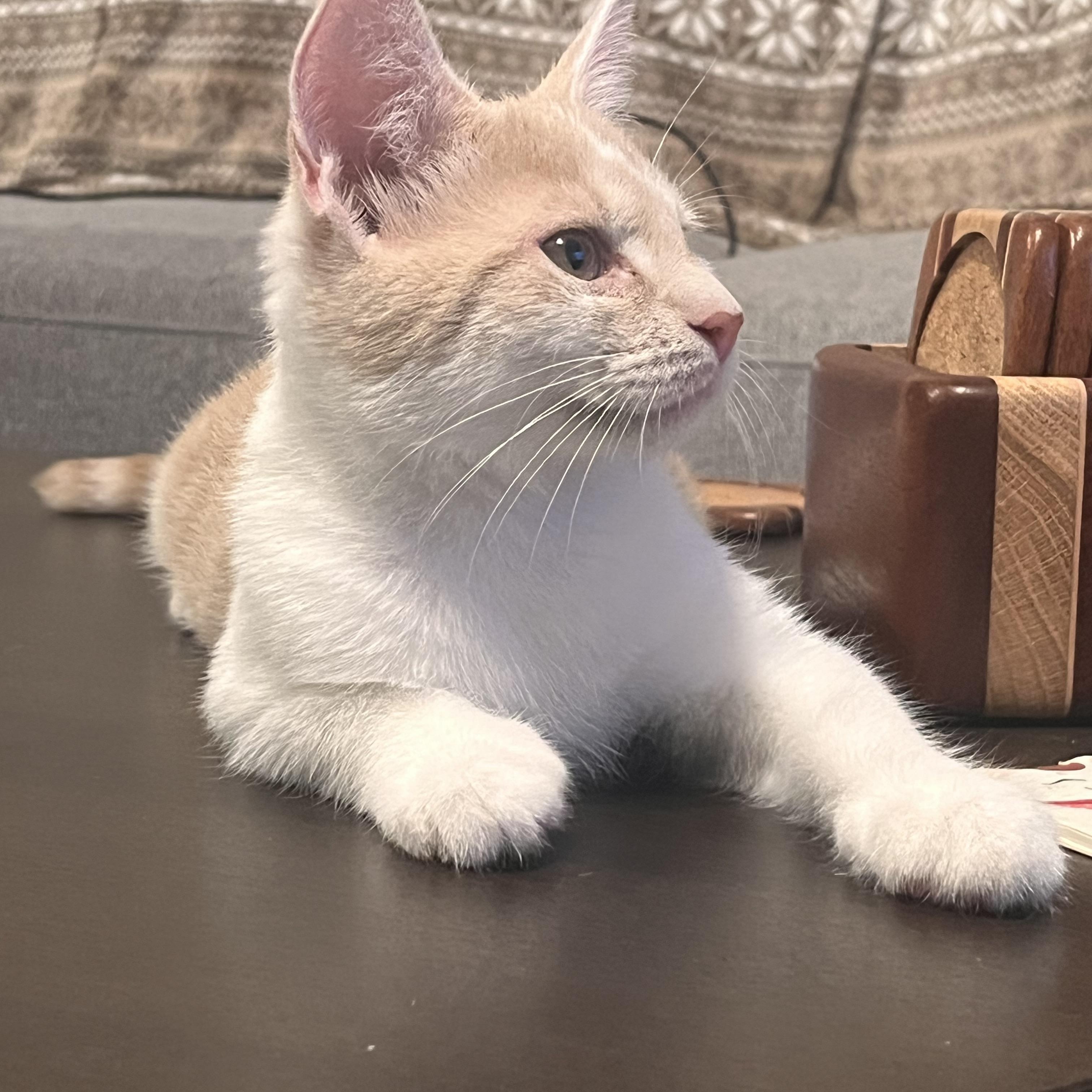 Stilton, a ADOPTABLE Domestic Short Hair in Lewis Center, OH image 3/4