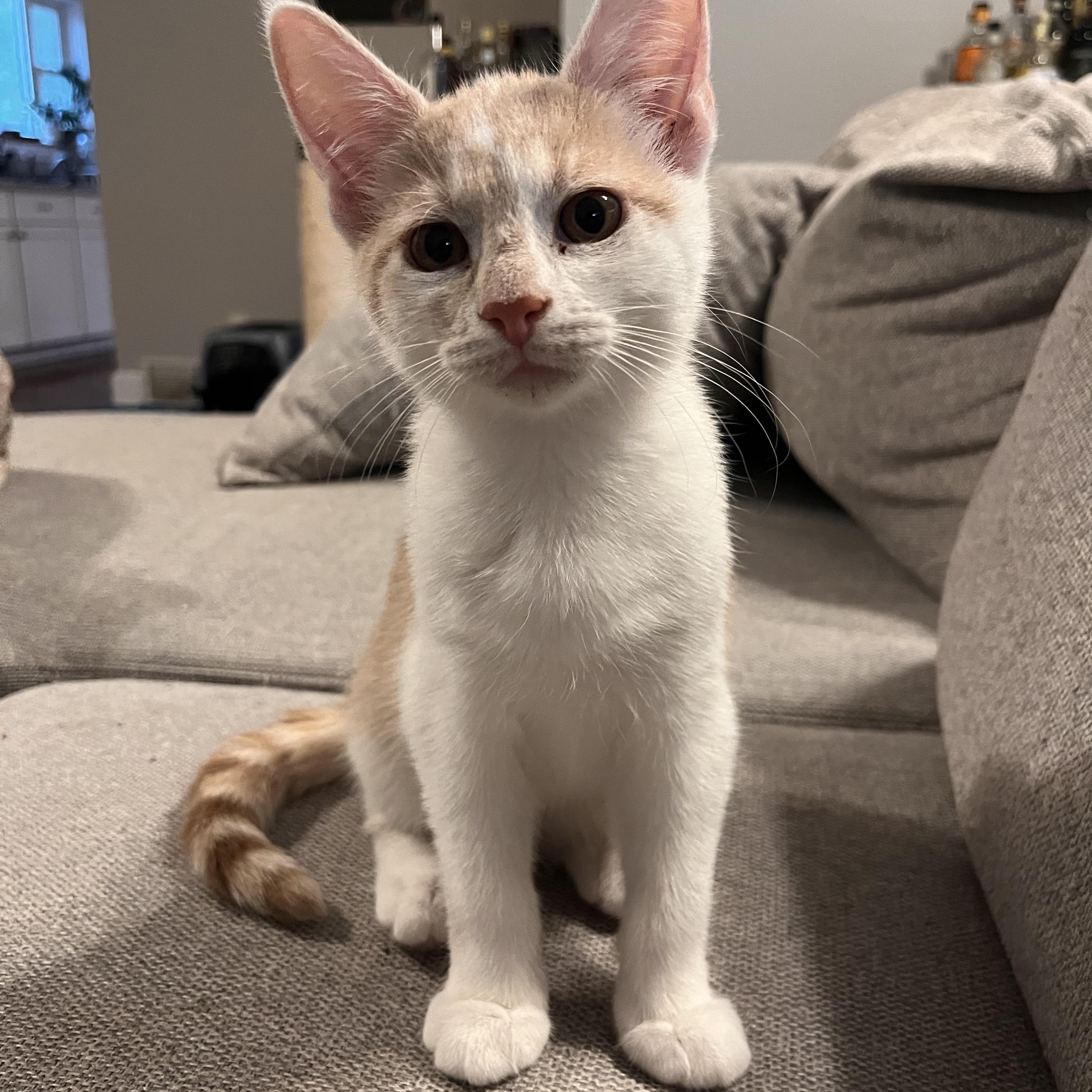 Stilton, a ADOPTABLE Domestic Short Hair in Lewis Center, OH image 4/4