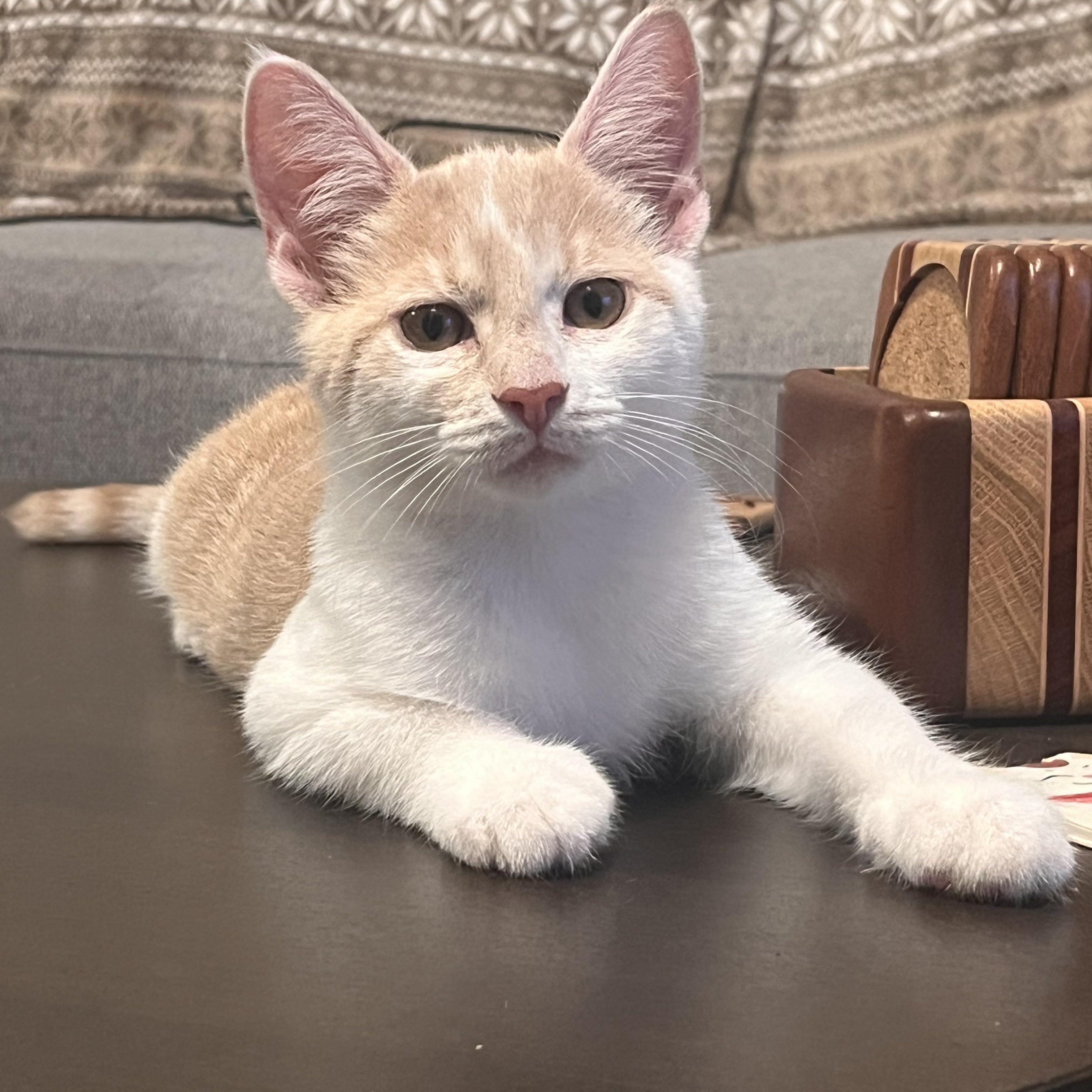 Stilton, ADOPTABLE, Kitten Male Domestic Short Hair.