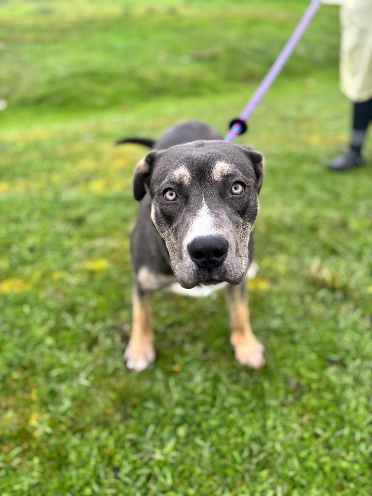 Enlarge Persephone, a Adoptable mixed breed in Grants Pass, OR image 1/6