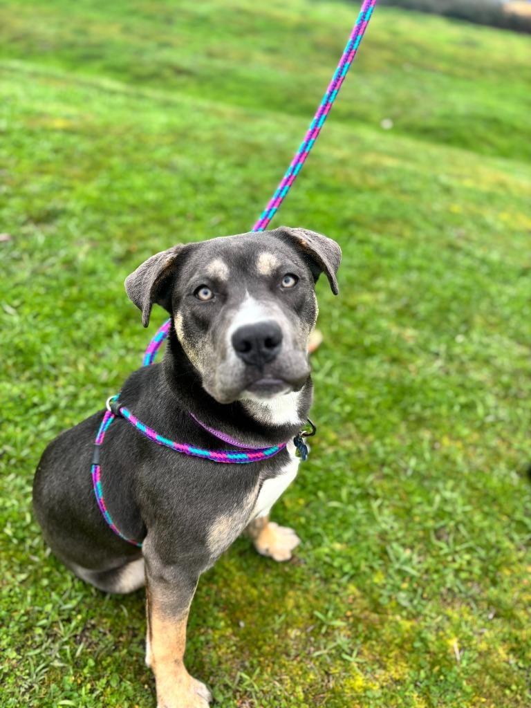 Enlarge Persephone, a Adoptable mixed breed in Grants Pass, OR image 2/6