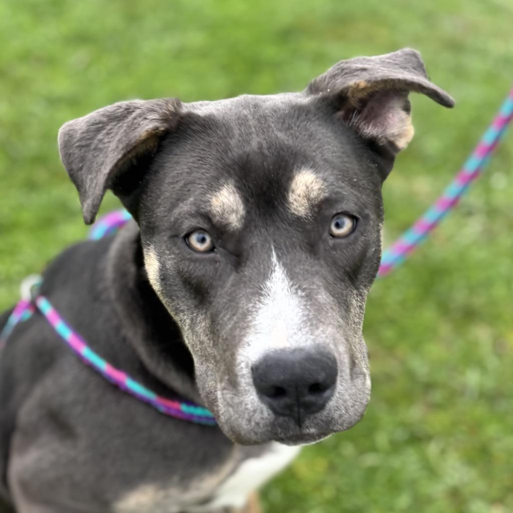 Enlarge Persephone, a Adoptable mixed breed in Grants Pass, OR image 3/6