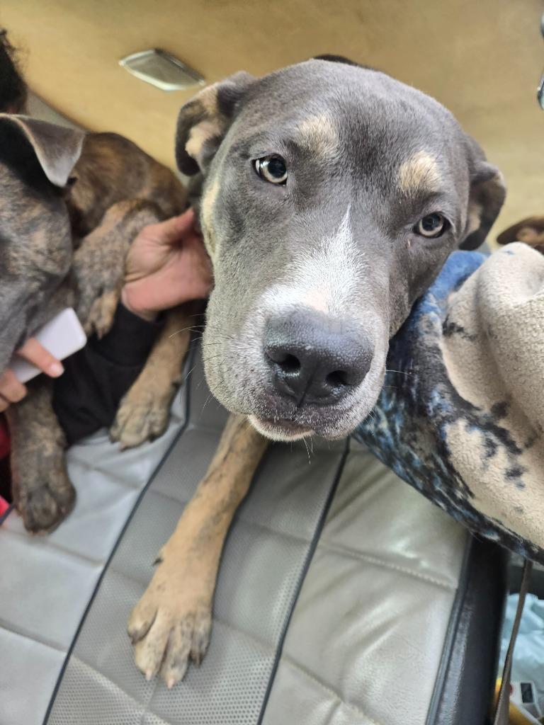 Enlarge Persephone, a Adoptable mixed breed in Grants Pass, OR image 4/6